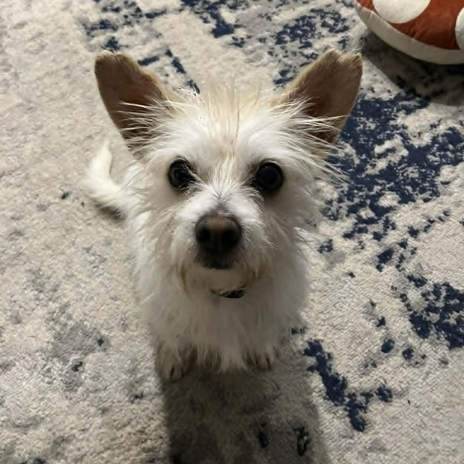 Ivan, Adoptable, Adult Male Wirehaired Terrier.