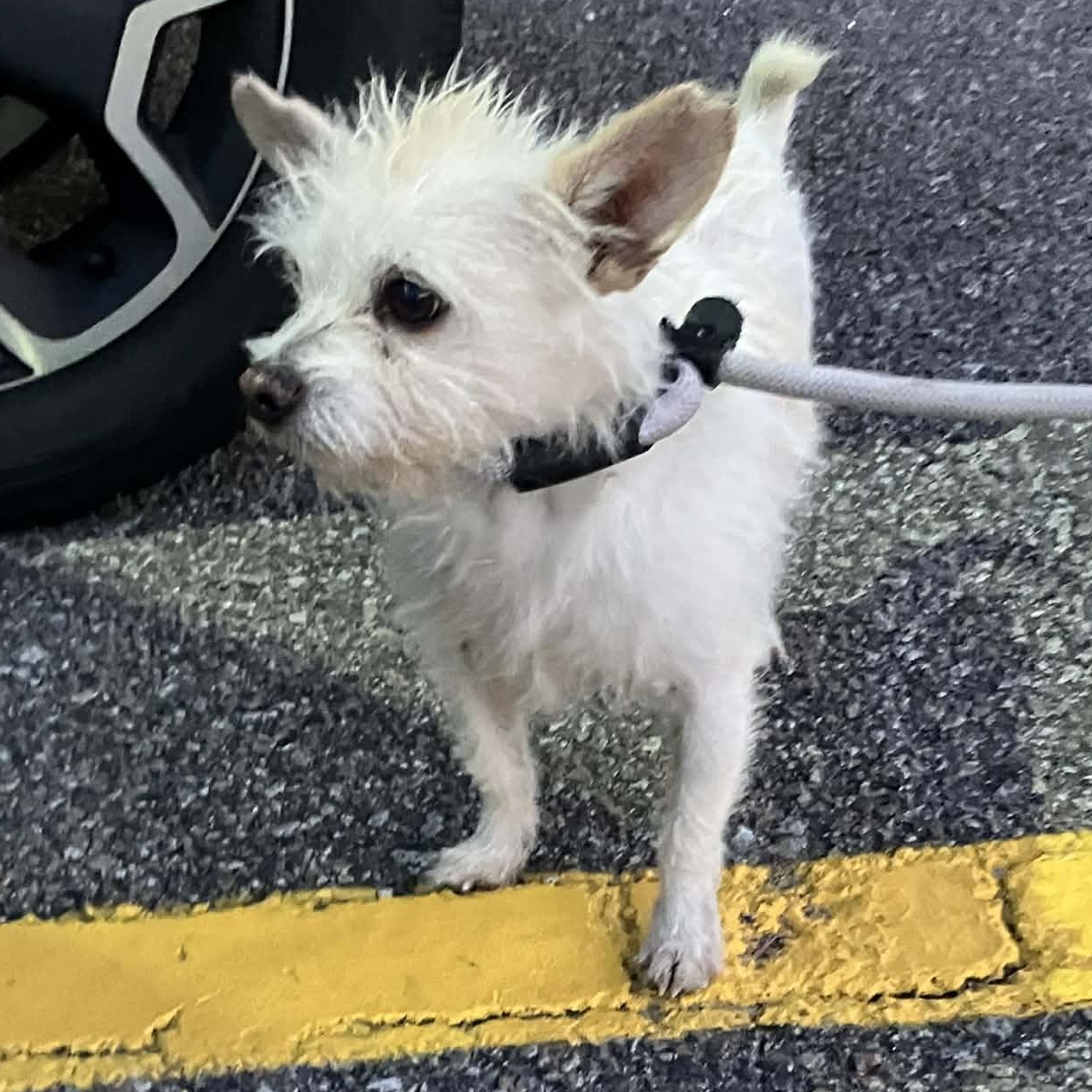 Ivan, a Adoptable Wirehaired Terrier in Bolivia, NC image 6/6