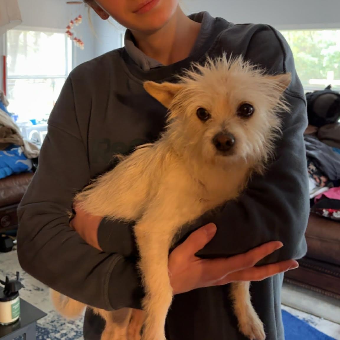 Ivan, a Adoptable Wirehaired Terrier in Bolivia, NC image 3/6