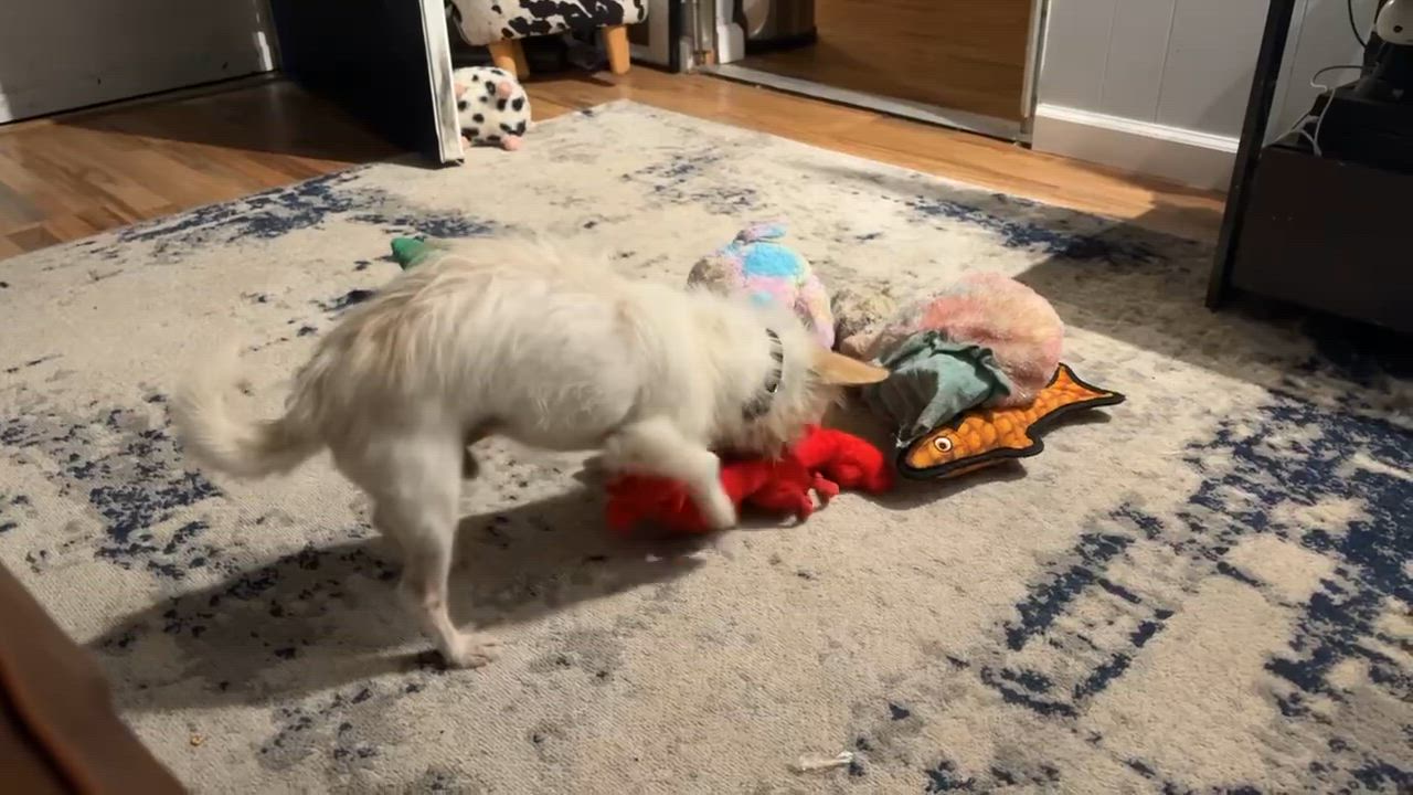 Enlarge Ivan, a Adoptable Wirehaired Terrier in Bolivia, NC video 4/6