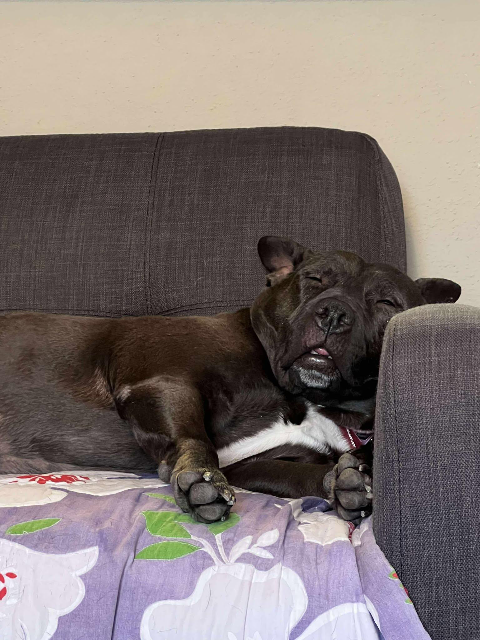 Chloe, a Adoptable mixed breed in Houston, TX image 2/6