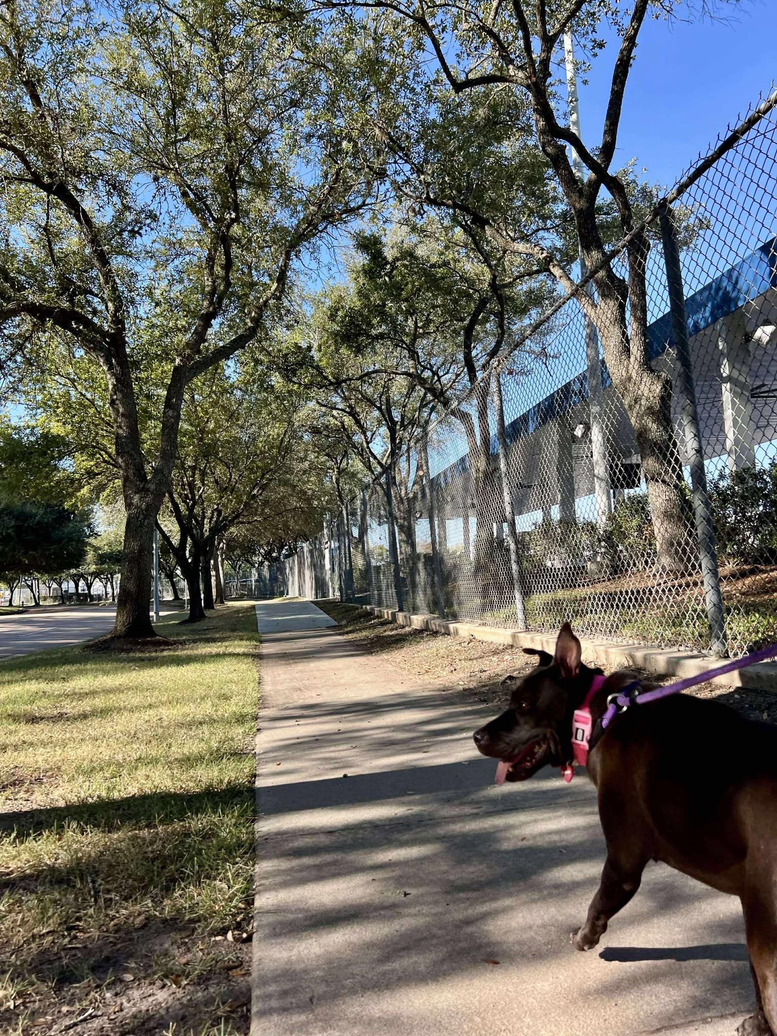 Chloe, a Adoptable mixed breed in Houston, TX image 4/6