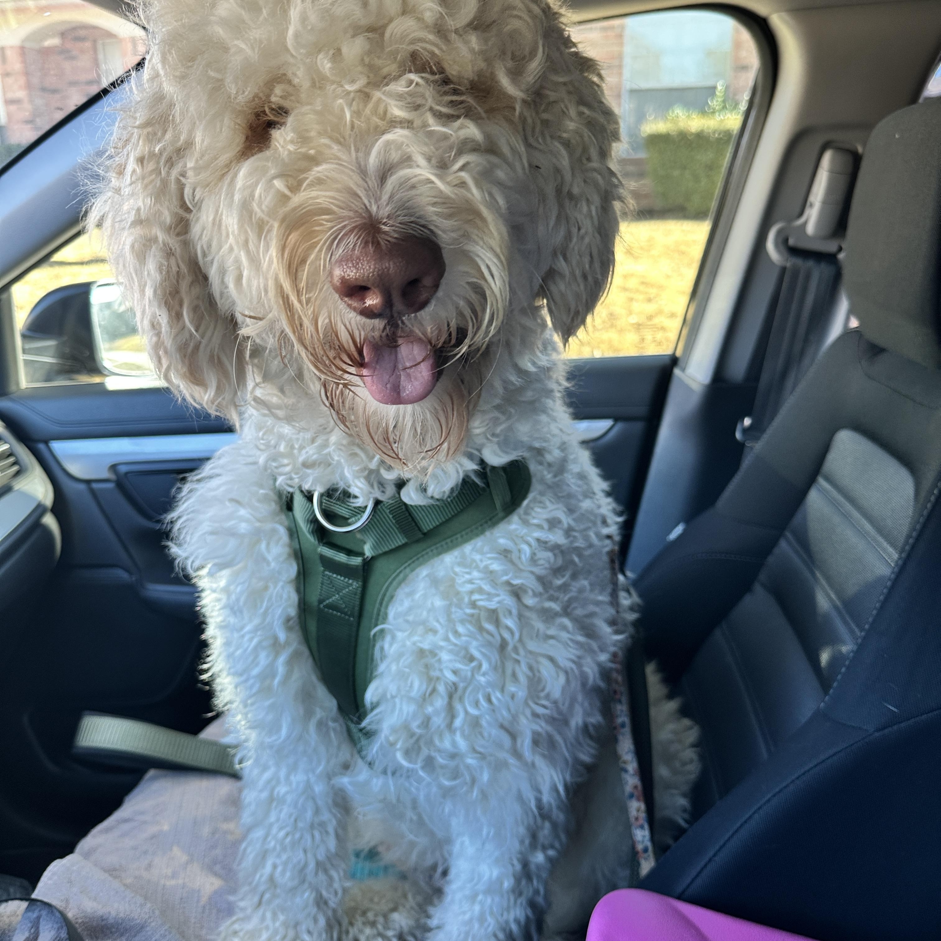Enlarge LUNA-TEXAS, an adopted Labradoodle in DALLAS, TX image 2/6