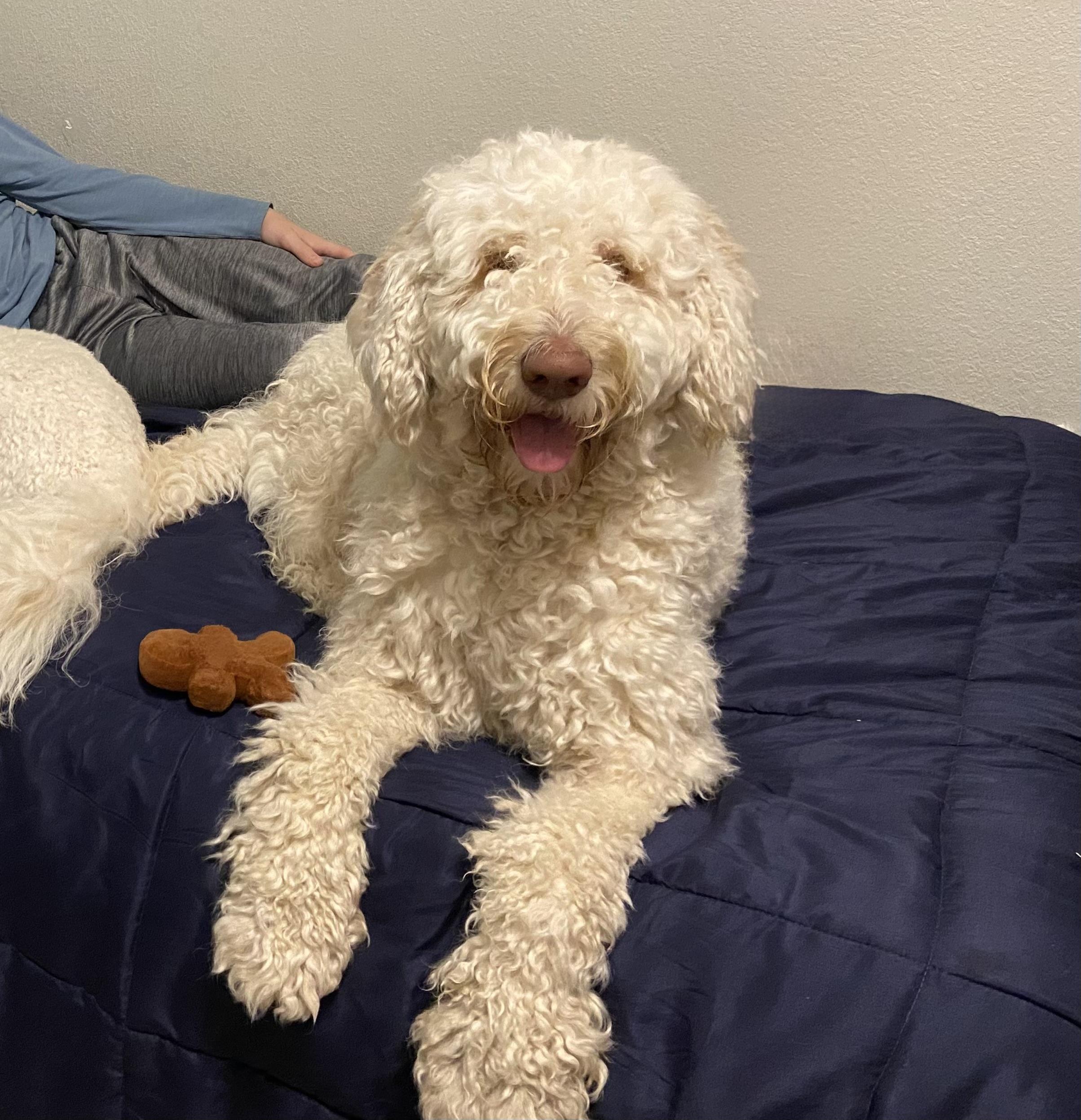 Enlarge LUNA-TEXAS, an adopted Labradoodle in DALLAS, TX image 1/6