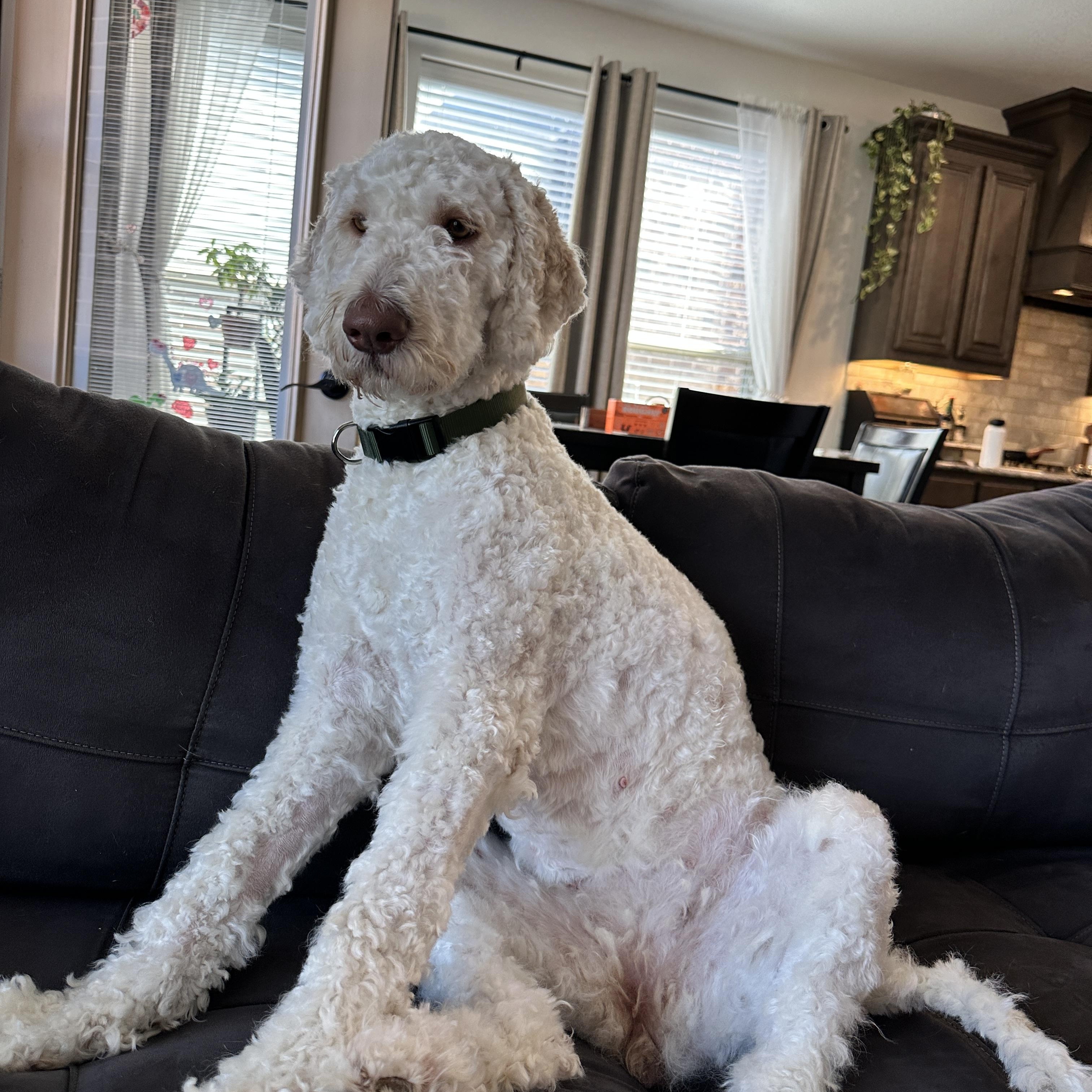 Enlarge LUNA-TEXAS, an adopted Labradoodle in DALLAS, TX image 4/6