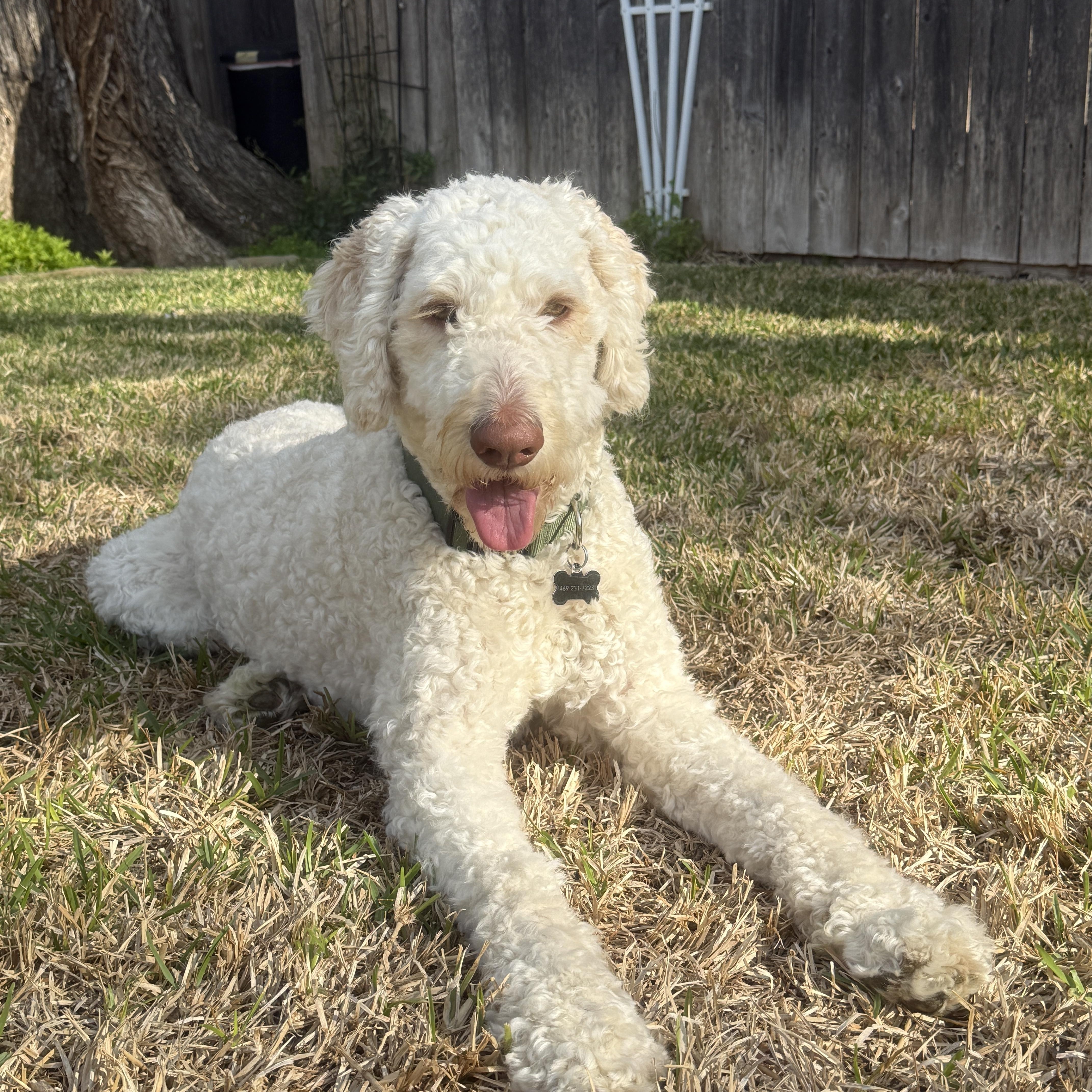 Enlarge LUNA-TEXAS, an adopted Labradoodle in DALLAS, TX image 3/6
