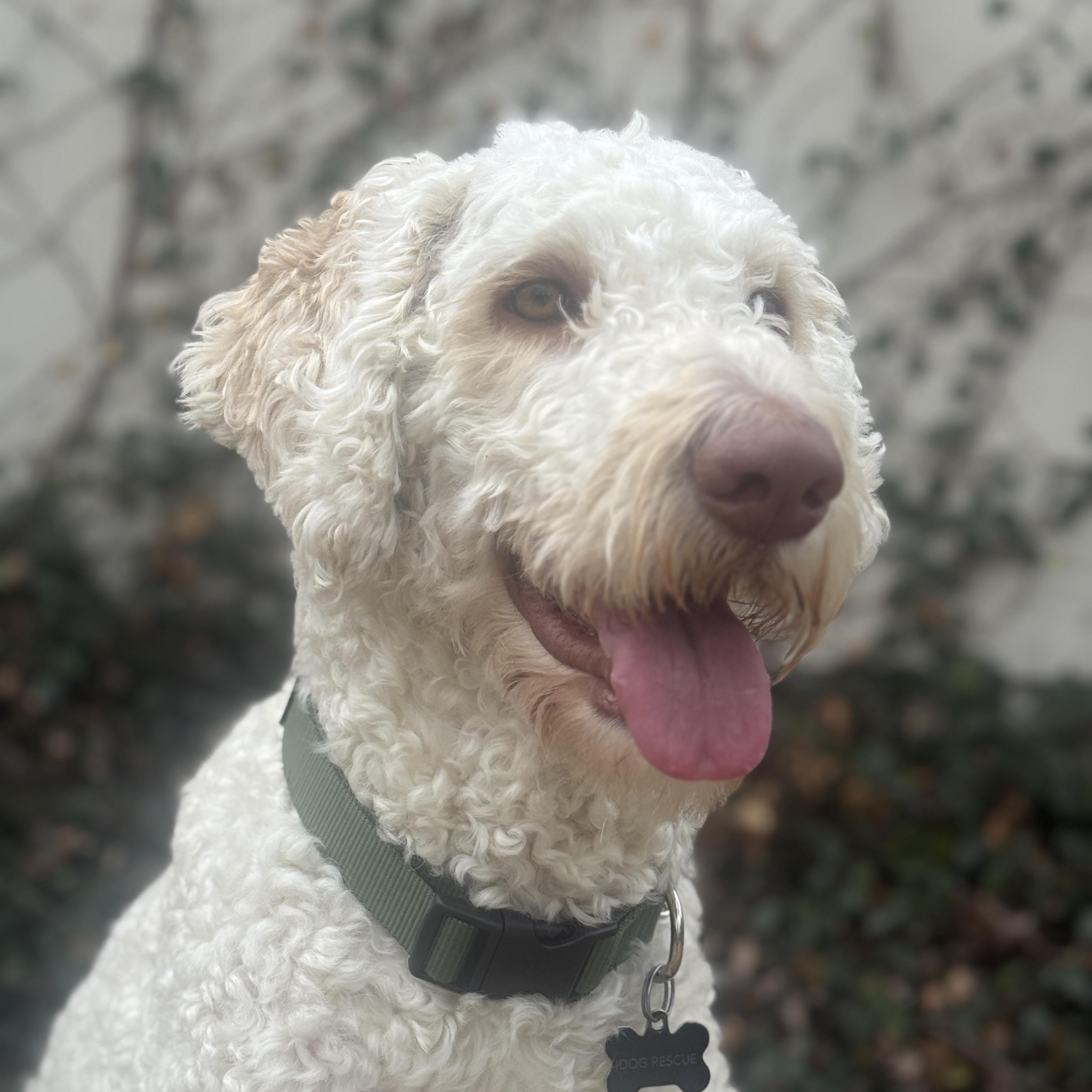 Enlarge LUNA-TEXAS, an adopted Labradoodle in DALLAS, TX image 5/6