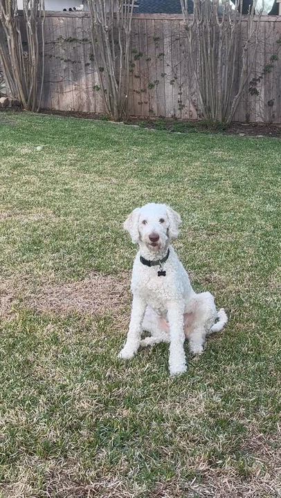 Enlarge LUNA-TEXAS, an adopted Labradoodle in DALLAS, TX video 6/6