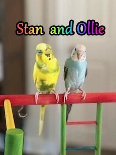 Stan and Ollie, Adoptable, Adult Male Budgie / Budgerigar.