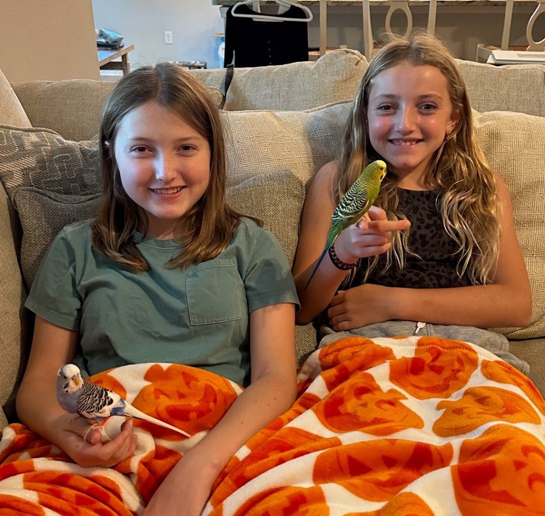 Enlarge Stan and Ollie, a Adoptable Budgie / Budgerigar in St Augustine, FL image 2/3