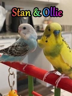 Enlarge Stan and Ollie, a Adoptable Budgie / Budgerigar in St Augustine, FL image 3/3