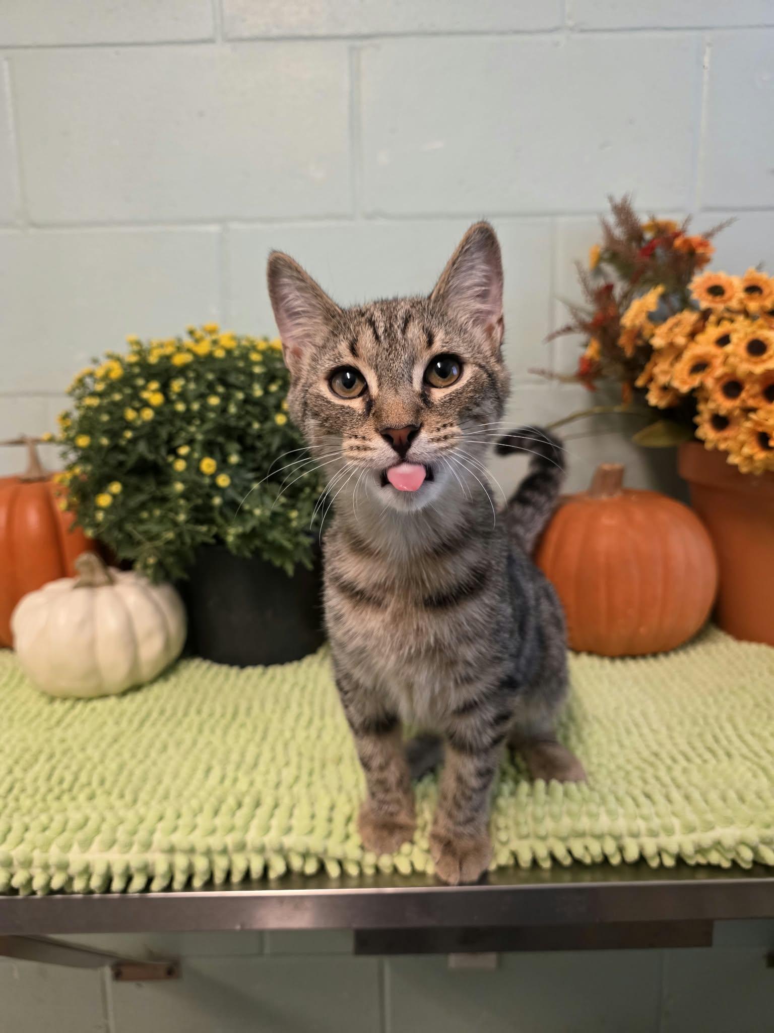 Enlarge MCA, a Adoptable Domestic Short Hair in Umatilla, FL image 3/6