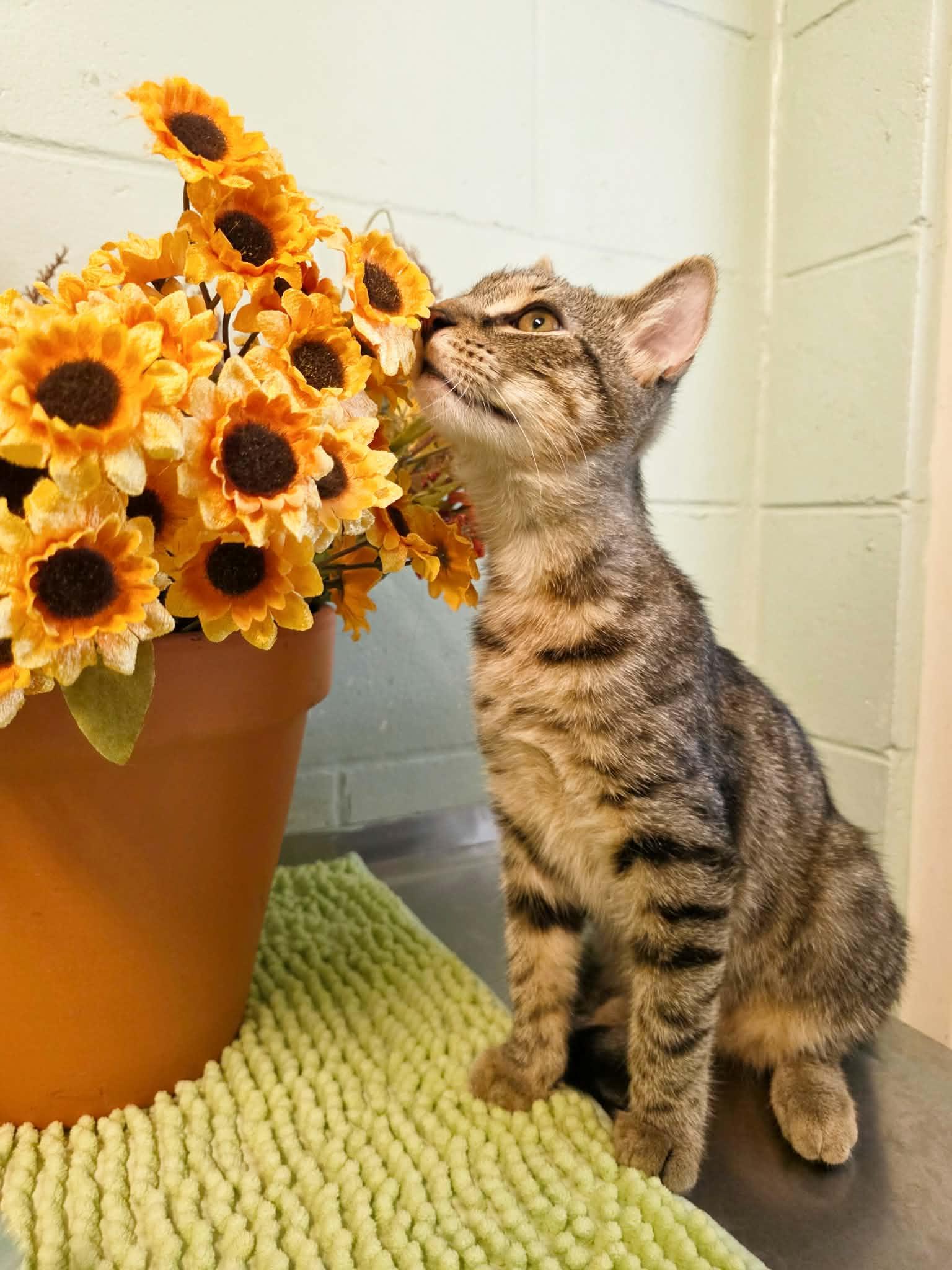 Enlarge MCA, a Adoptable Domestic Short Hair in Umatilla, FL image 2/6
