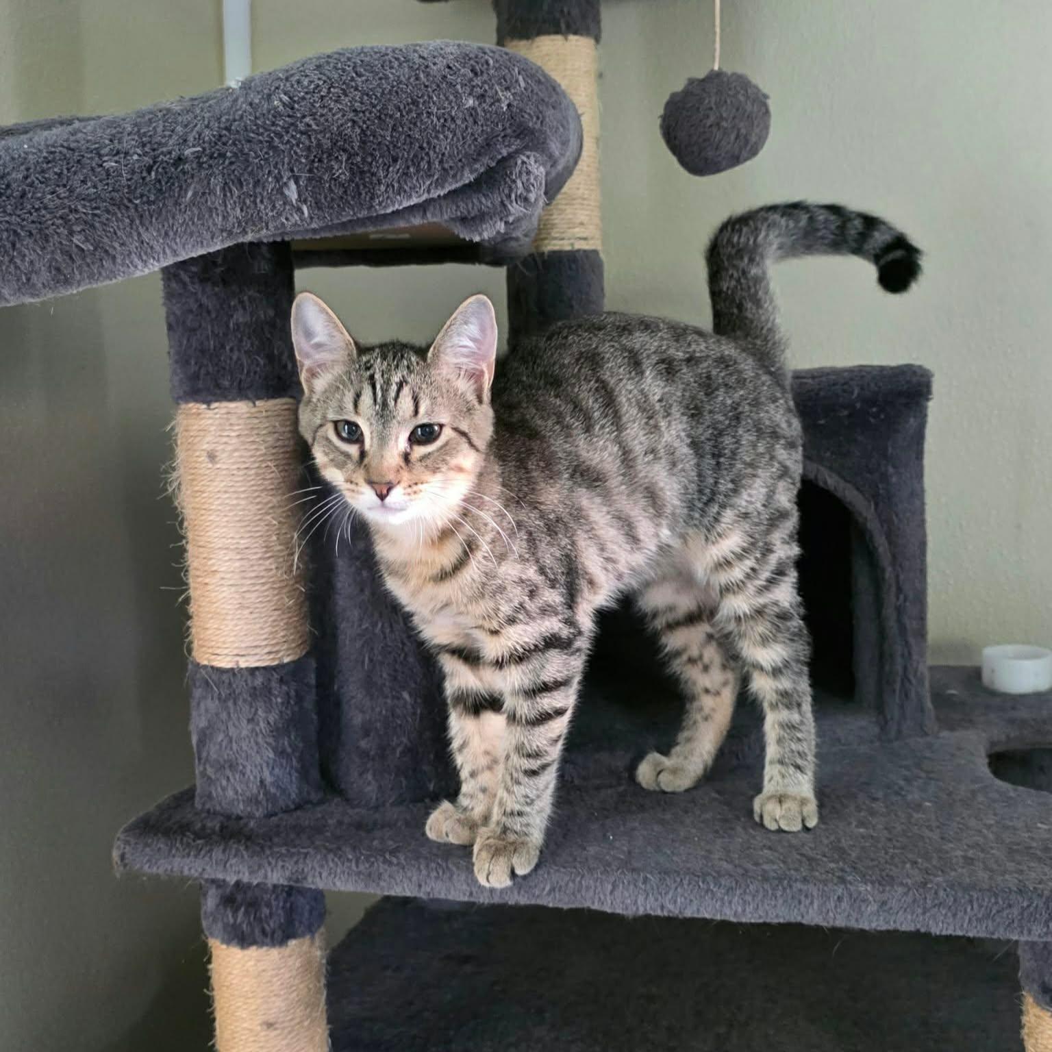 Enlarge MCA, a Adoptable Domestic Short Hair in Umatilla, FL image 4/6