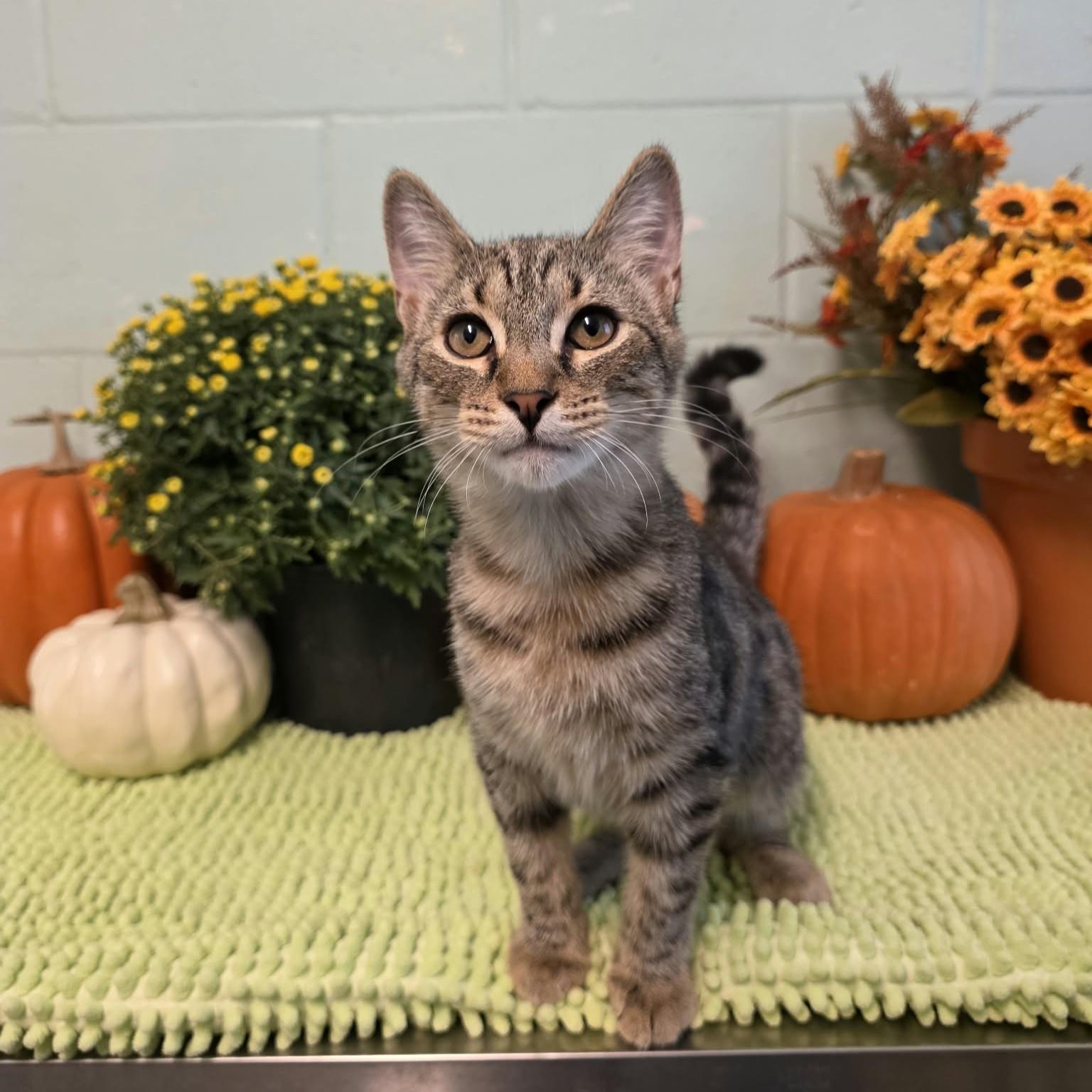 MCA, Adoptable, Kitten Male Domestic Short Hair.