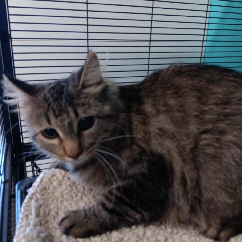 Gummy Clusters, Adoptable, Young Female Domestic Long Hair.