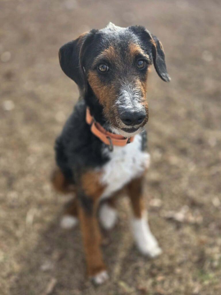 Enlarge Kringle, a ADOPTABLE mixed breed in Red Hook, NY image 1/5
