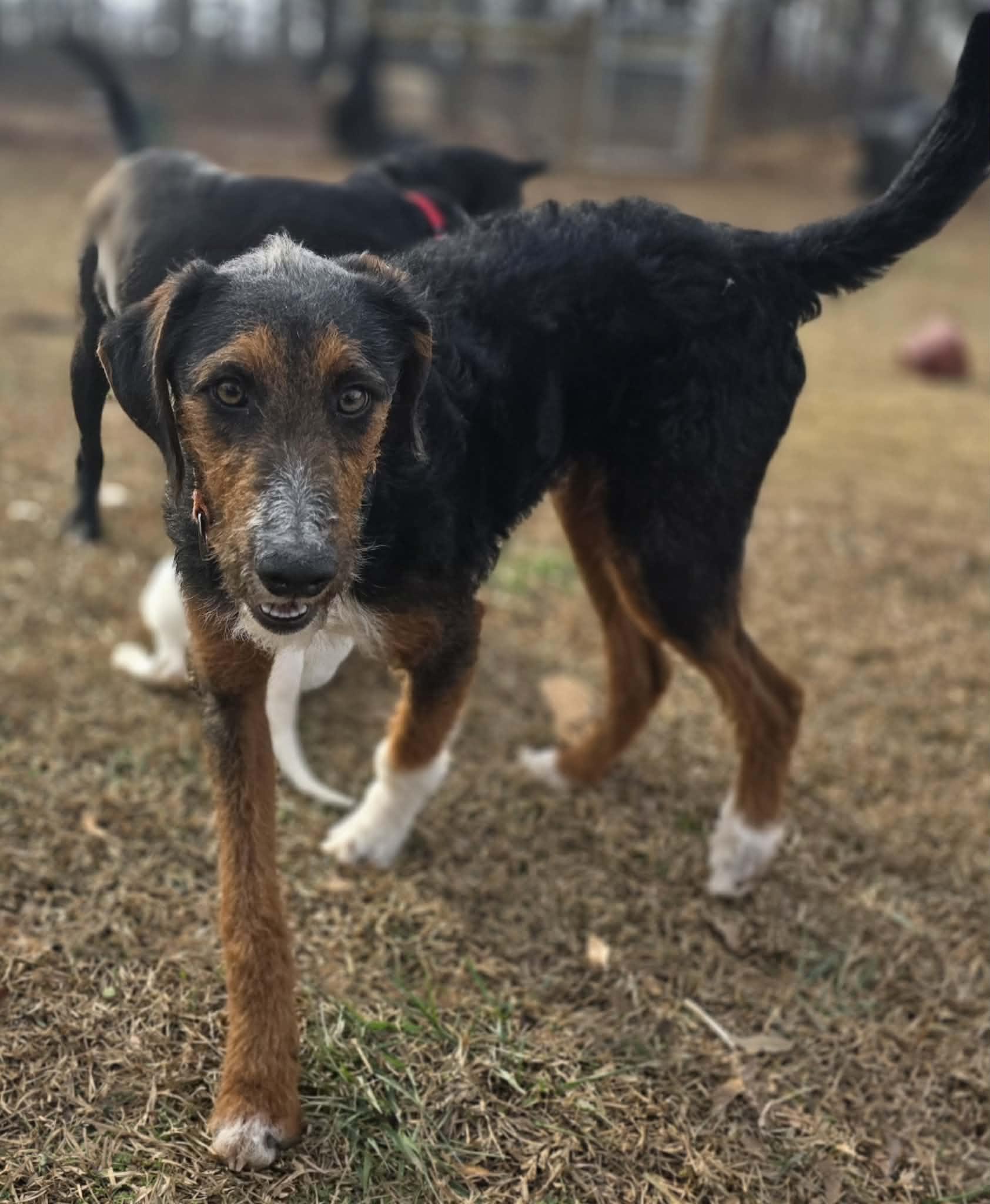 Enlarge Kringle, a ADOPTABLE mixed breed in Red Hook, NY image 5/5