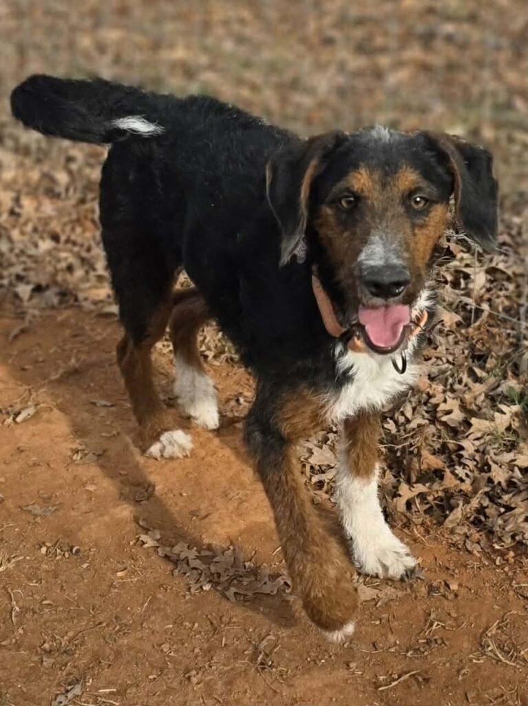 Enlarge Kringle, a ADOPTABLE mixed breed in Red Hook, NY image 2/5