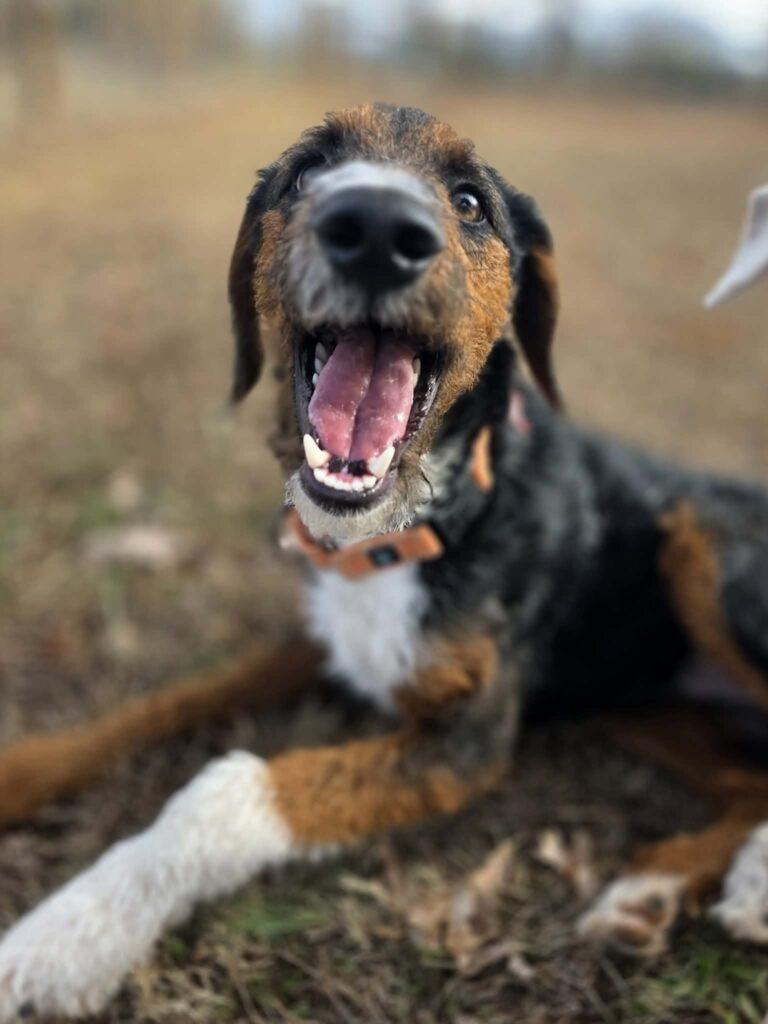 Enlarge Kringle, a ADOPTABLE mixed breed in Red Hook, NY image 3/5