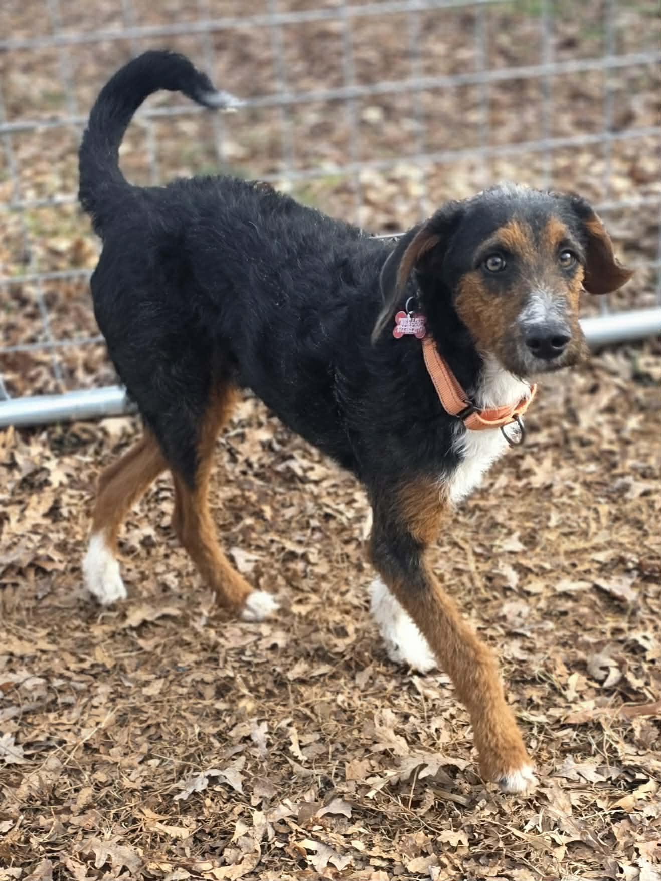 Enlarge Kringle, a ADOPTABLE mixed breed in Red Hook, NY image 4/5