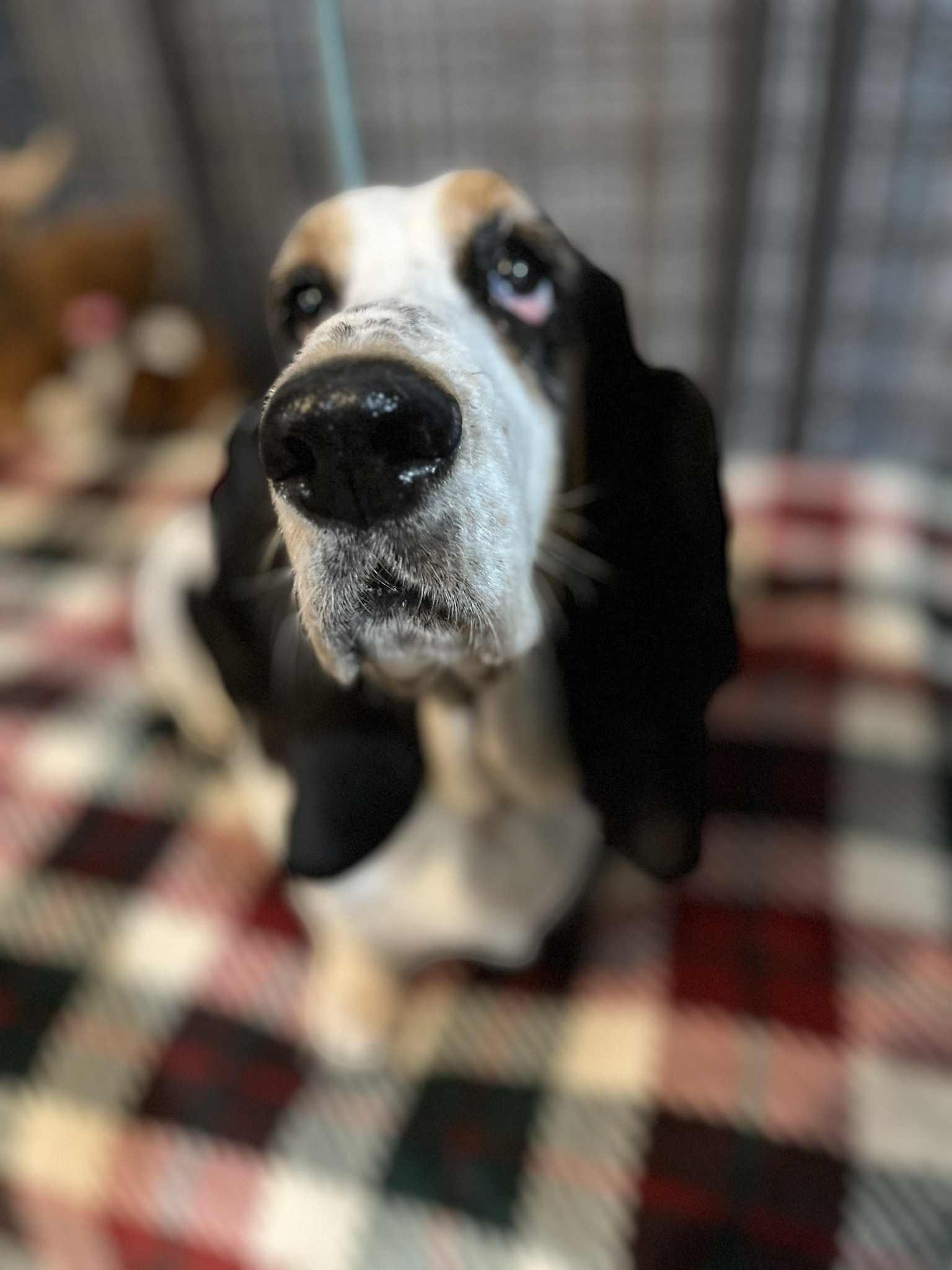 Enlarge Mona, a Adoptable Basset Hound in North Vernon, IN image 2/5
