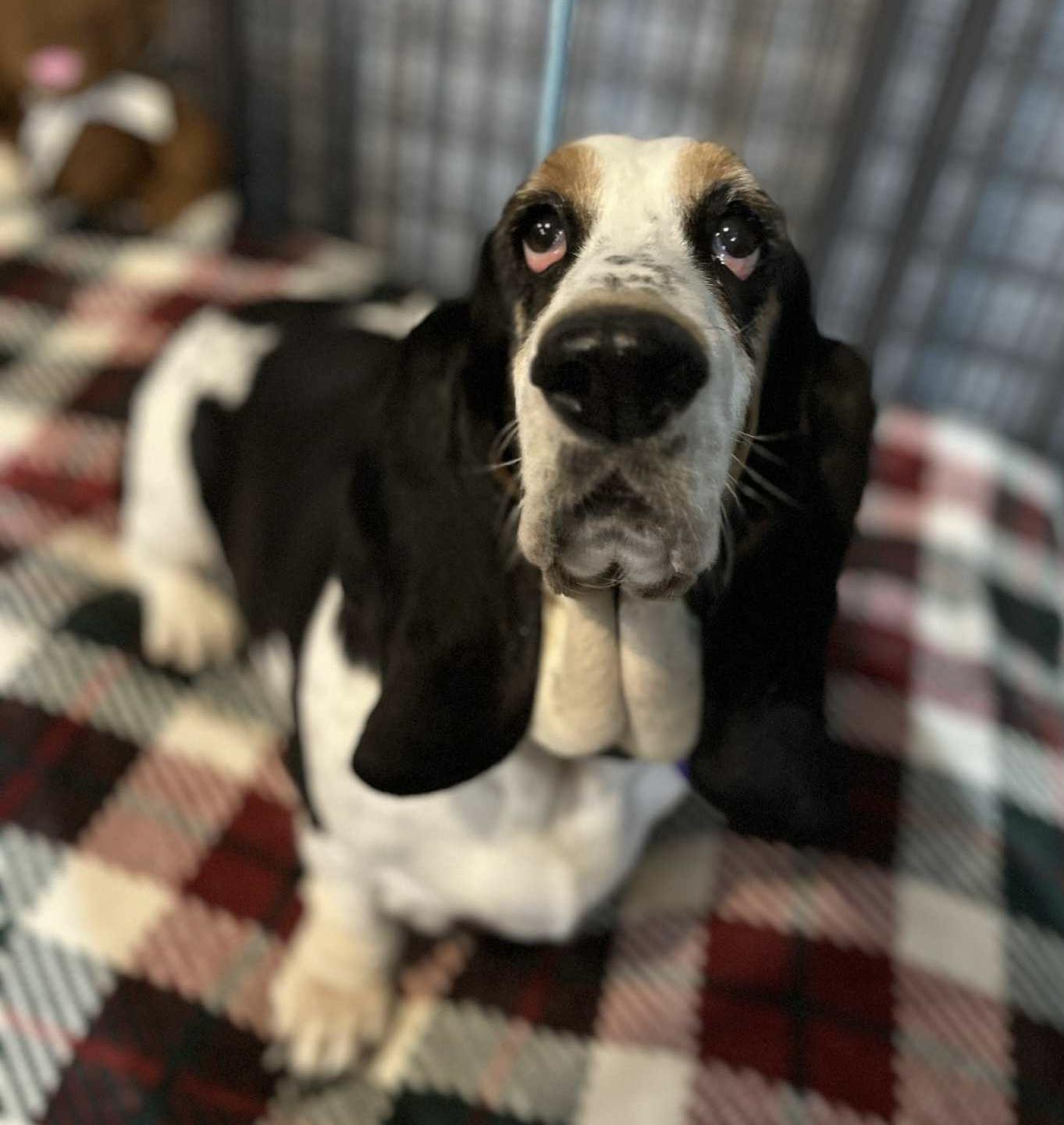 Enlarge Mona, a Adoptable Basset Hound in North Vernon, IN image 3/5