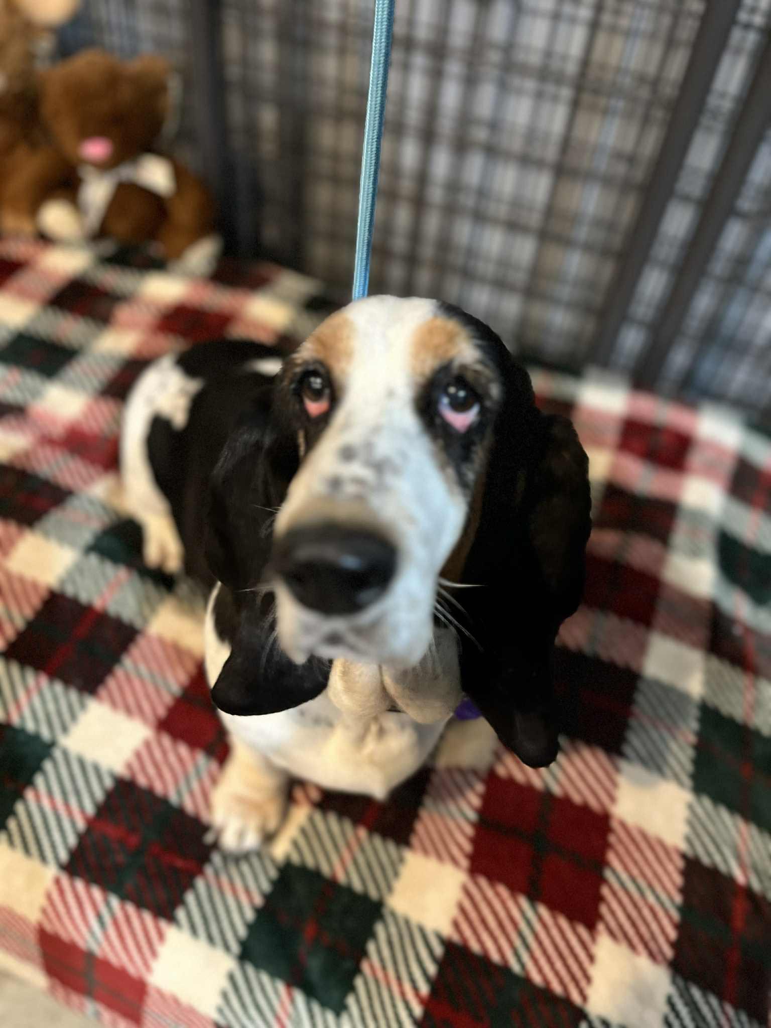 Enlarge Mona, a Adoptable Basset Hound in North Vernon, IN image 4/5