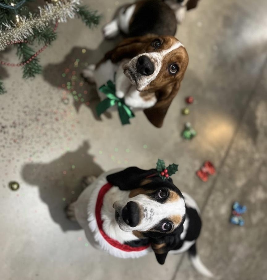 Enlarge Mona, a Adoptable Basset Hound in North Vernon, IN image 5/5