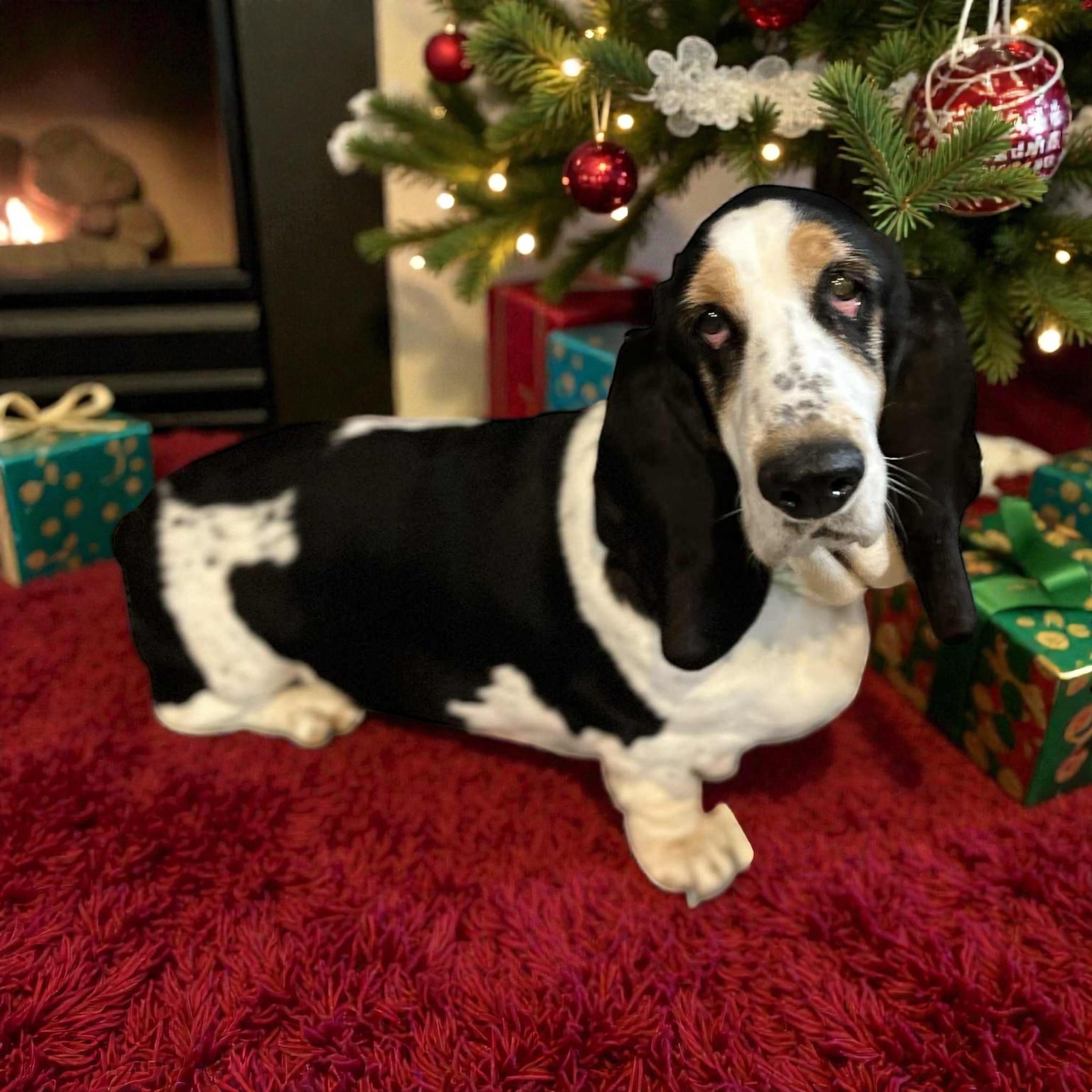 Mona, Adoptable, Adult Female Basset Hound.
