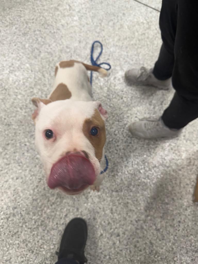 Special Forces/ Spanky, Adopted, Young Male Terrier.