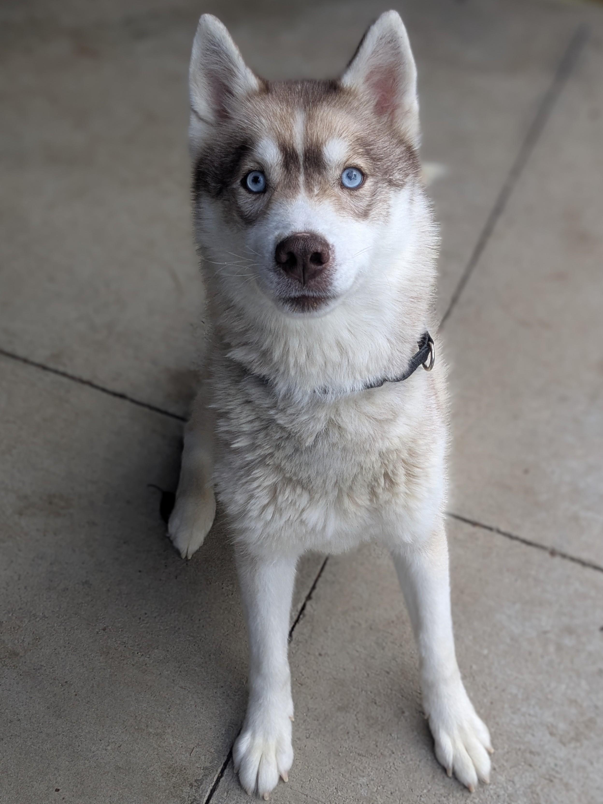 Enlarge Puma, an adopted Husky in Sudbury, MA image 1/4