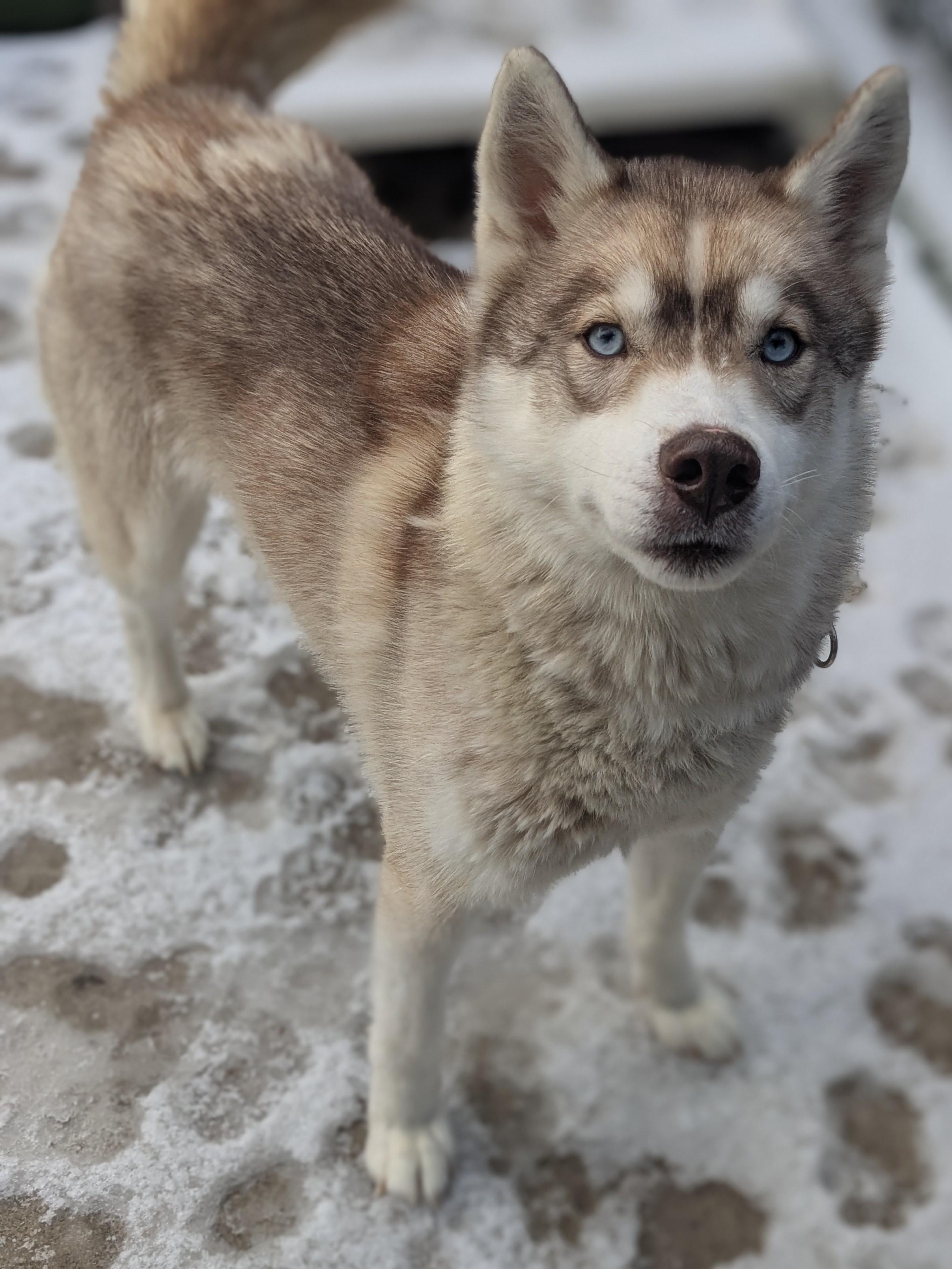 Enlarge Puma, an adopted Husky in Sudbury, MA image 2/4