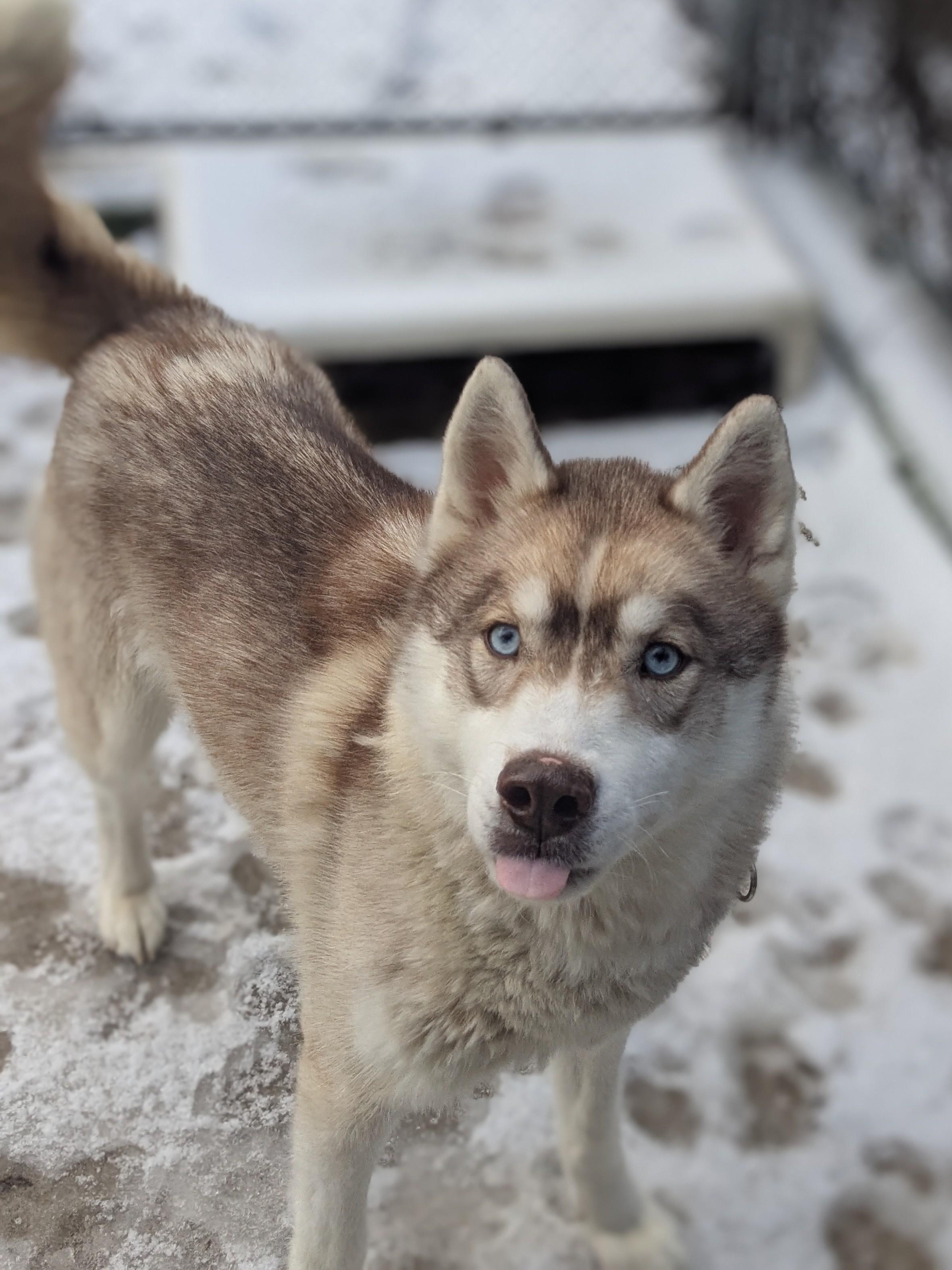 Enlarge Puma, an adopted Husky in Sudbury, MA image 3/4