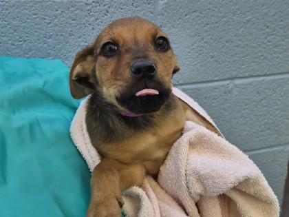 Prada — thumbnail 2