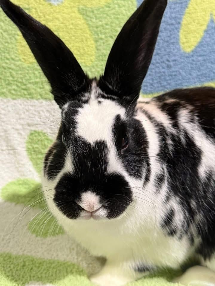 Enlarge Bingus, a Adoptable New Zealand in St. Charles, MO image 2/4