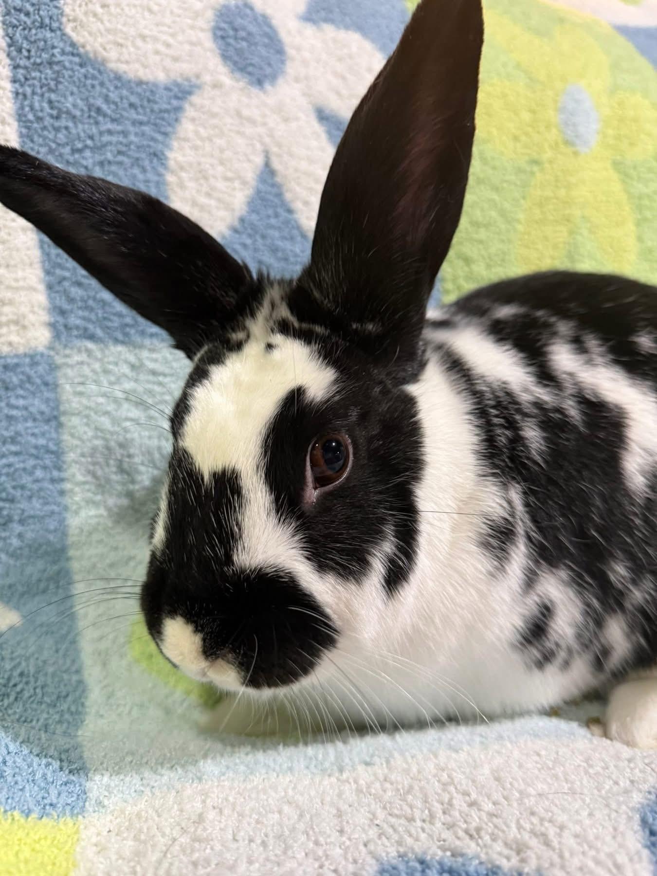 Enlarge Bingus, a Adoptable New Zealand in St. Charles, MO image 3/4