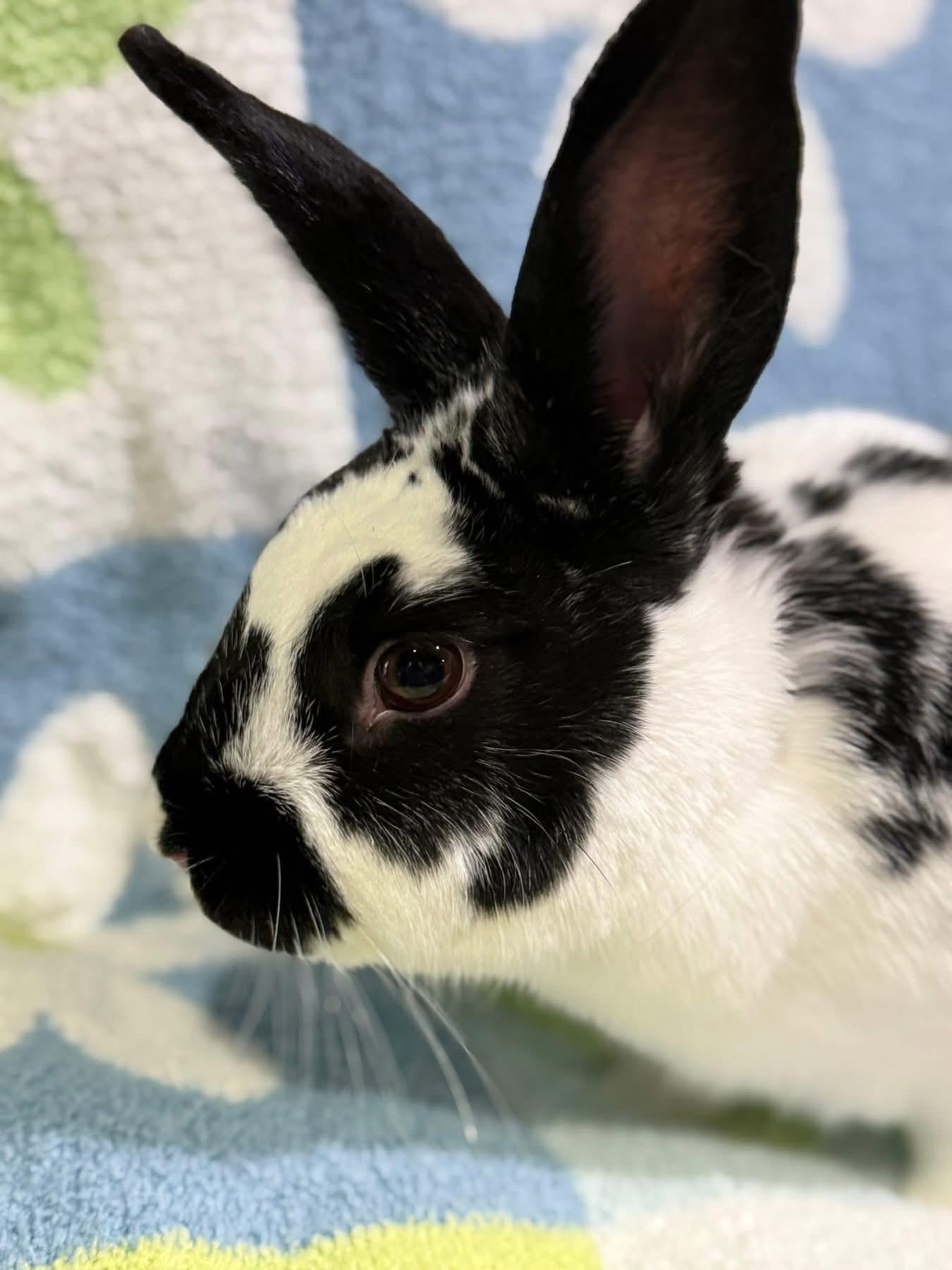 Enlarge Bingus, a Adoptable New Zealand in St. Charles, MO image 4/4