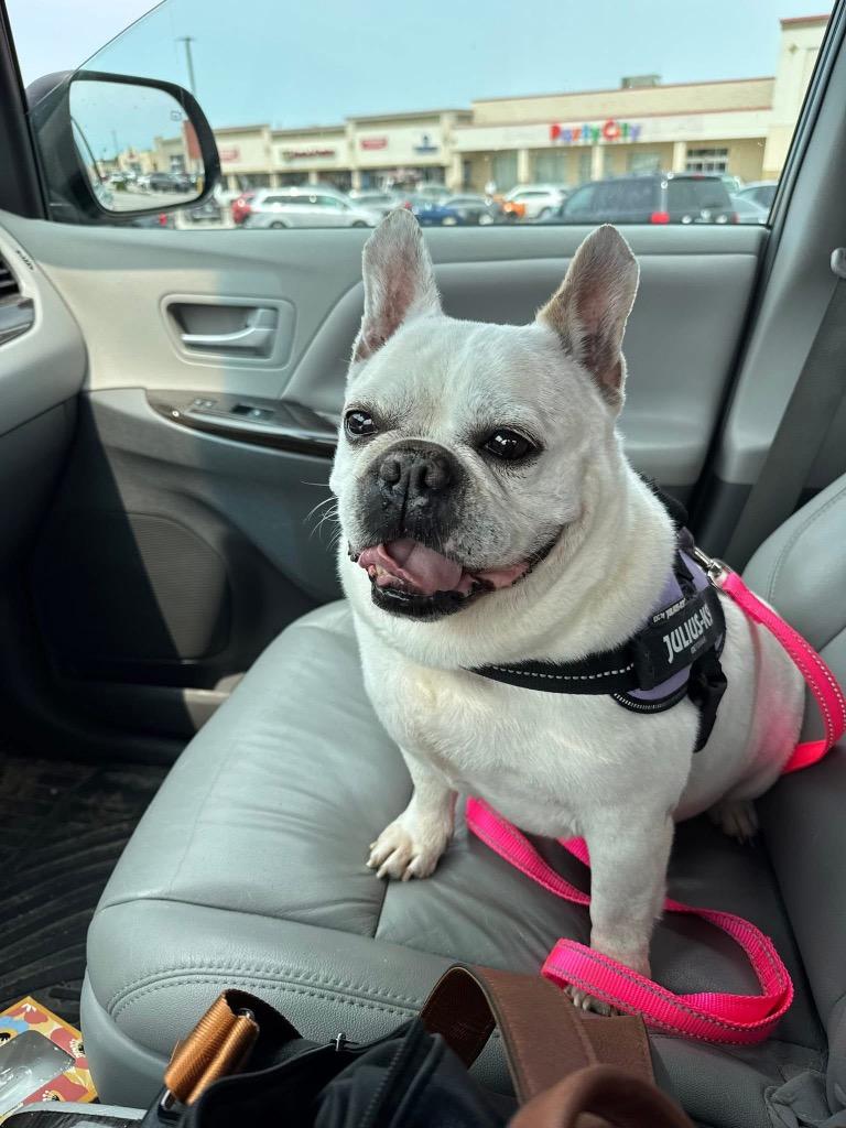 Dior, Adopted, Young Female French Bulldog.