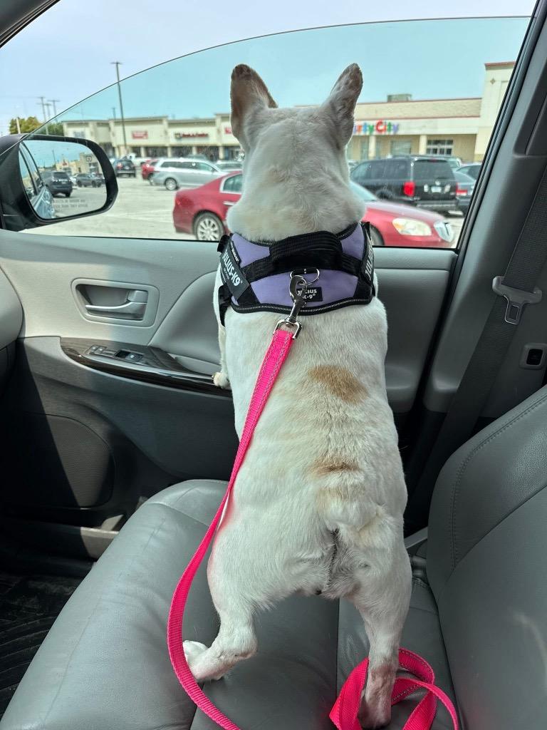 Enlarge Dior, a Adopted French Bulldog in Auburn, IN image 2/3