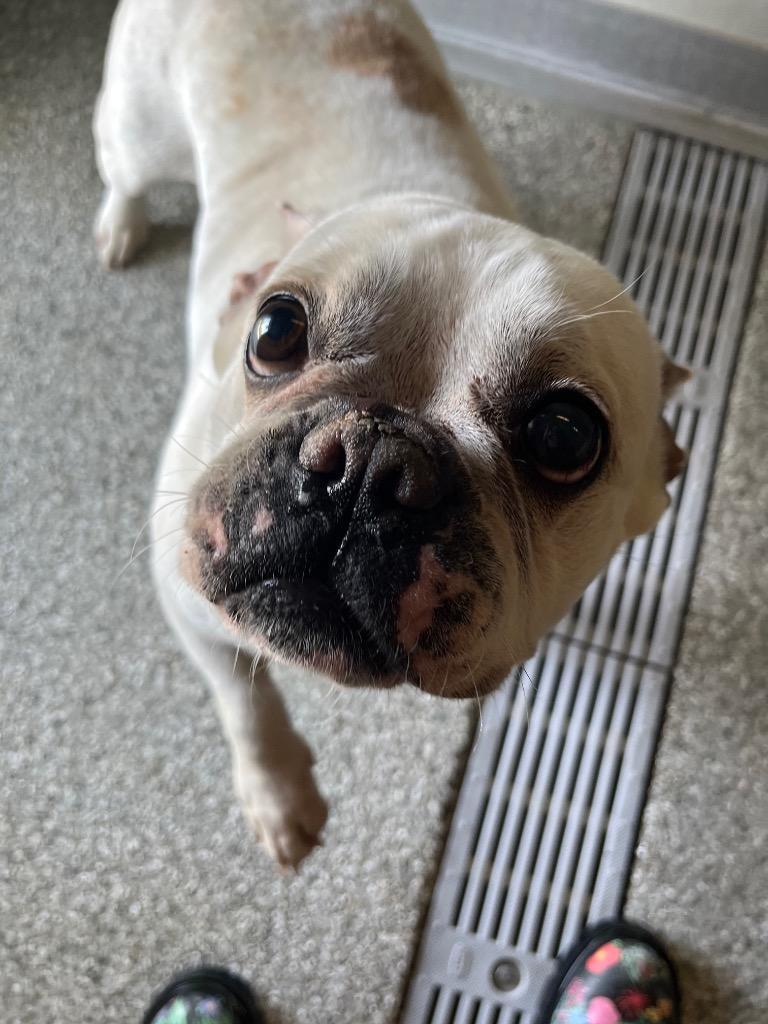 Enlarge Dior, a Adopted French Bulldog in Auburn, IN image 3/3