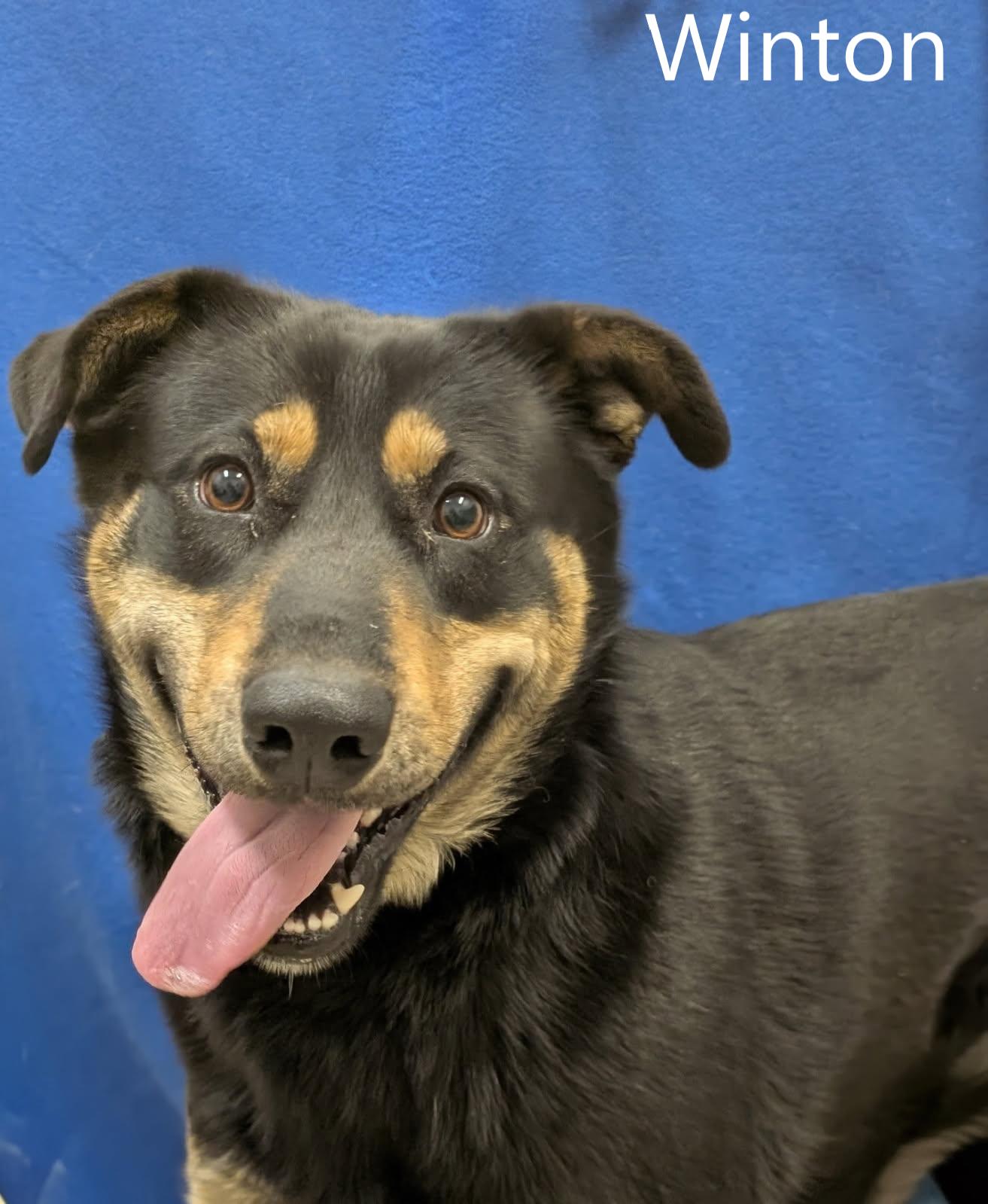 Enlarge Winton, a ADOPTABLE mixed breed in Mount Vernon, OH image 1/2