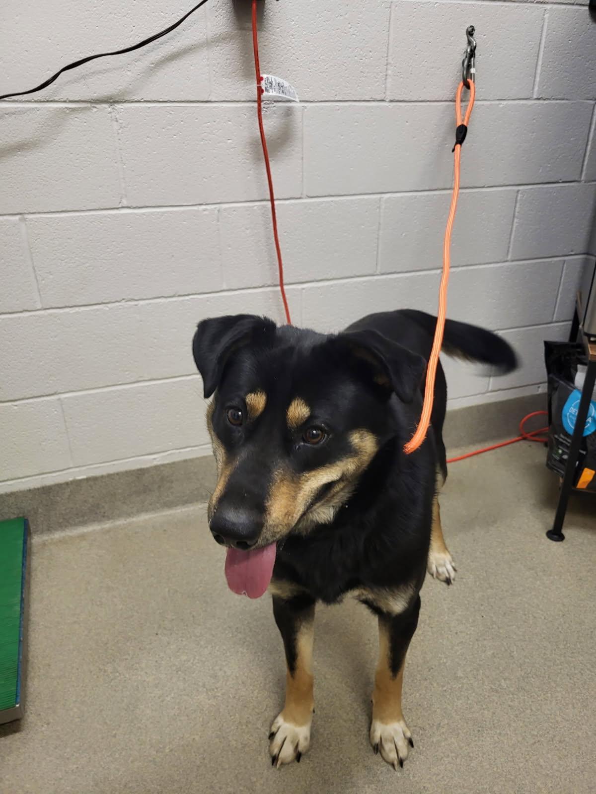 Enlarge Winton, a ADOPTABLE mixed breed in Mount Vernon, OH image 2/2