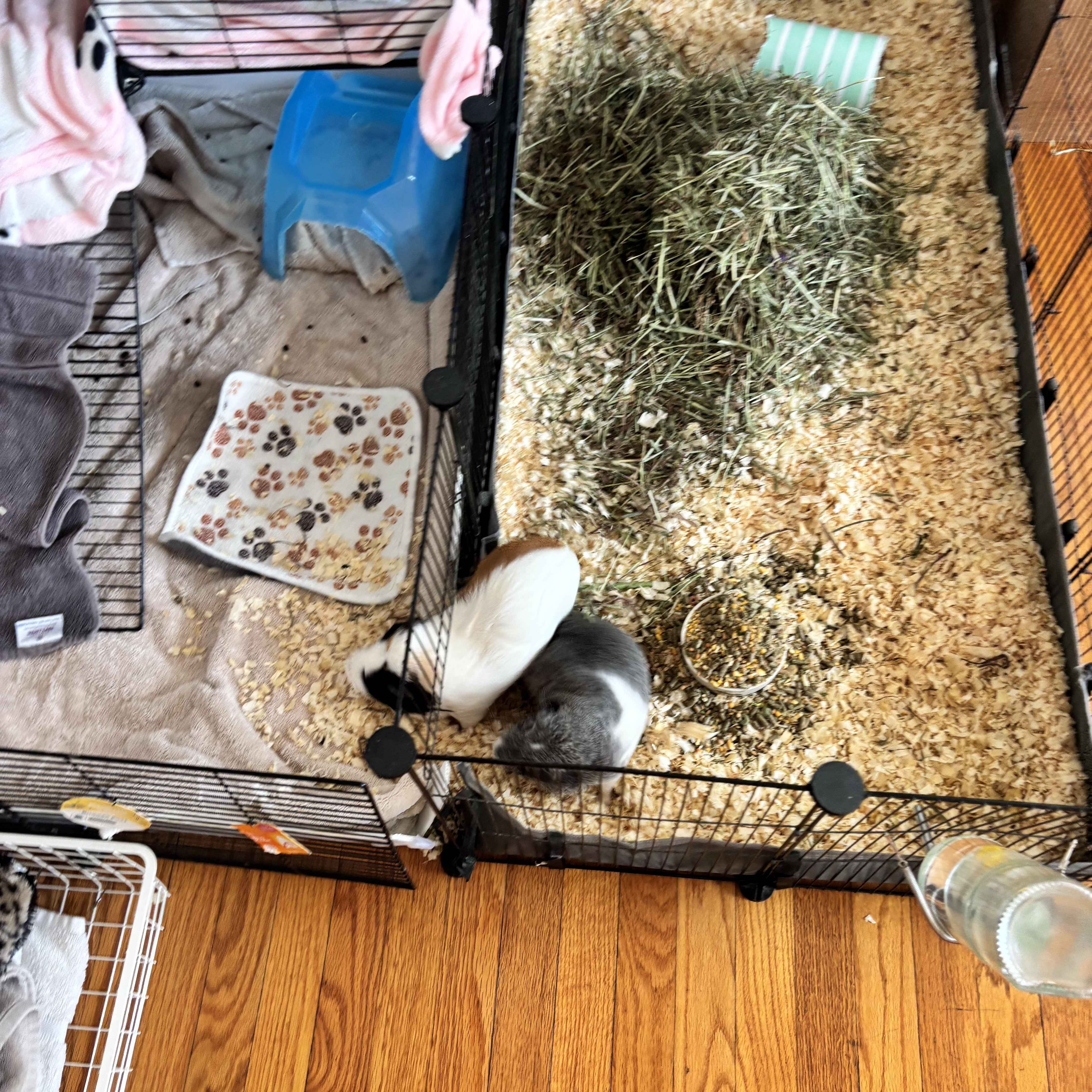 zzCOURTESY LISTING for Coco and Twinkie, Adult Female unknown