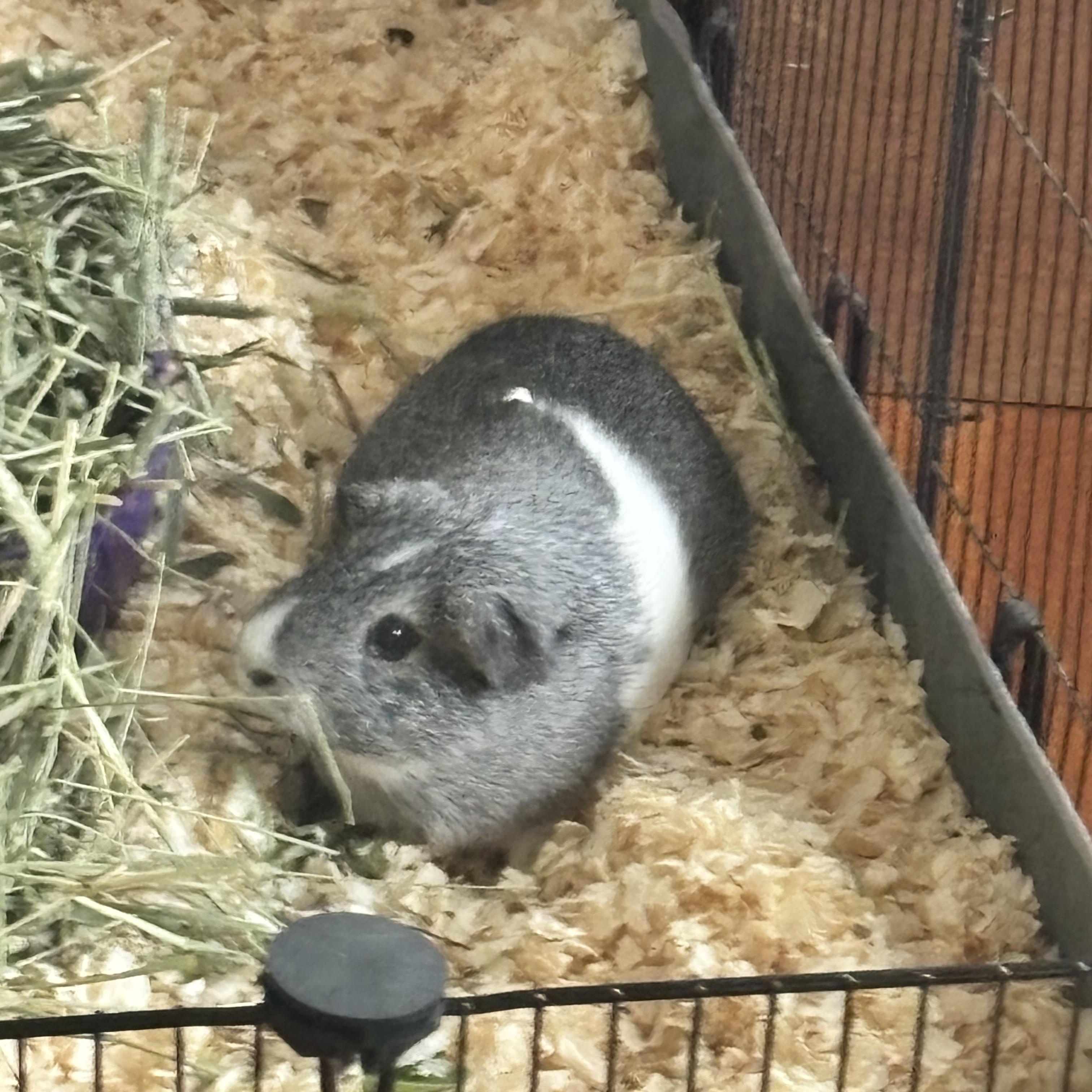 zzCOURTESY LISTING for Coco and Twinkie, a Adoptable Guinea Pig in New Rochelle, NY image 2/4