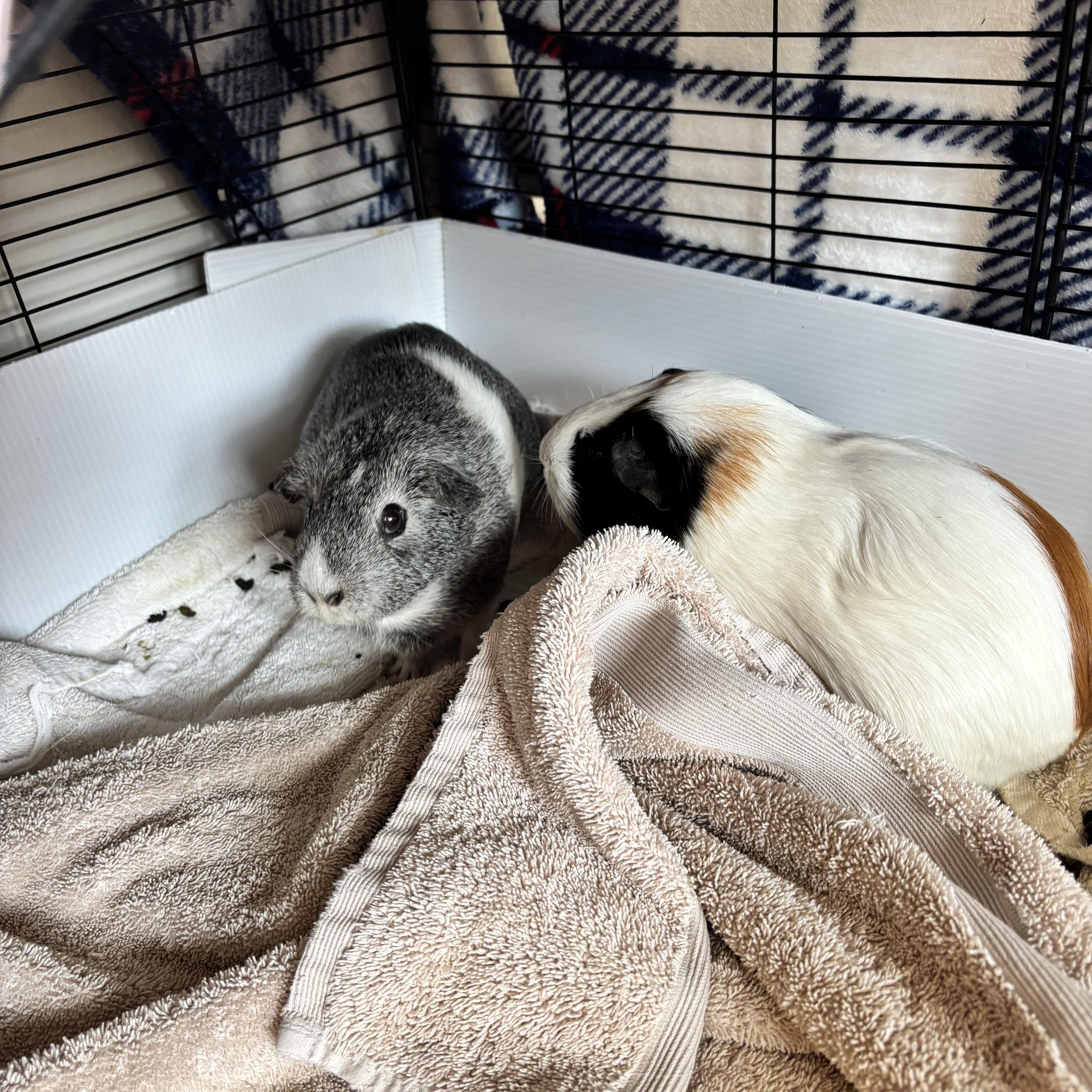 zzCOURTESY LISTING for Coco and Twinkie, a Adoptable Guinea Pig in New Rochelle, NY image 3/4