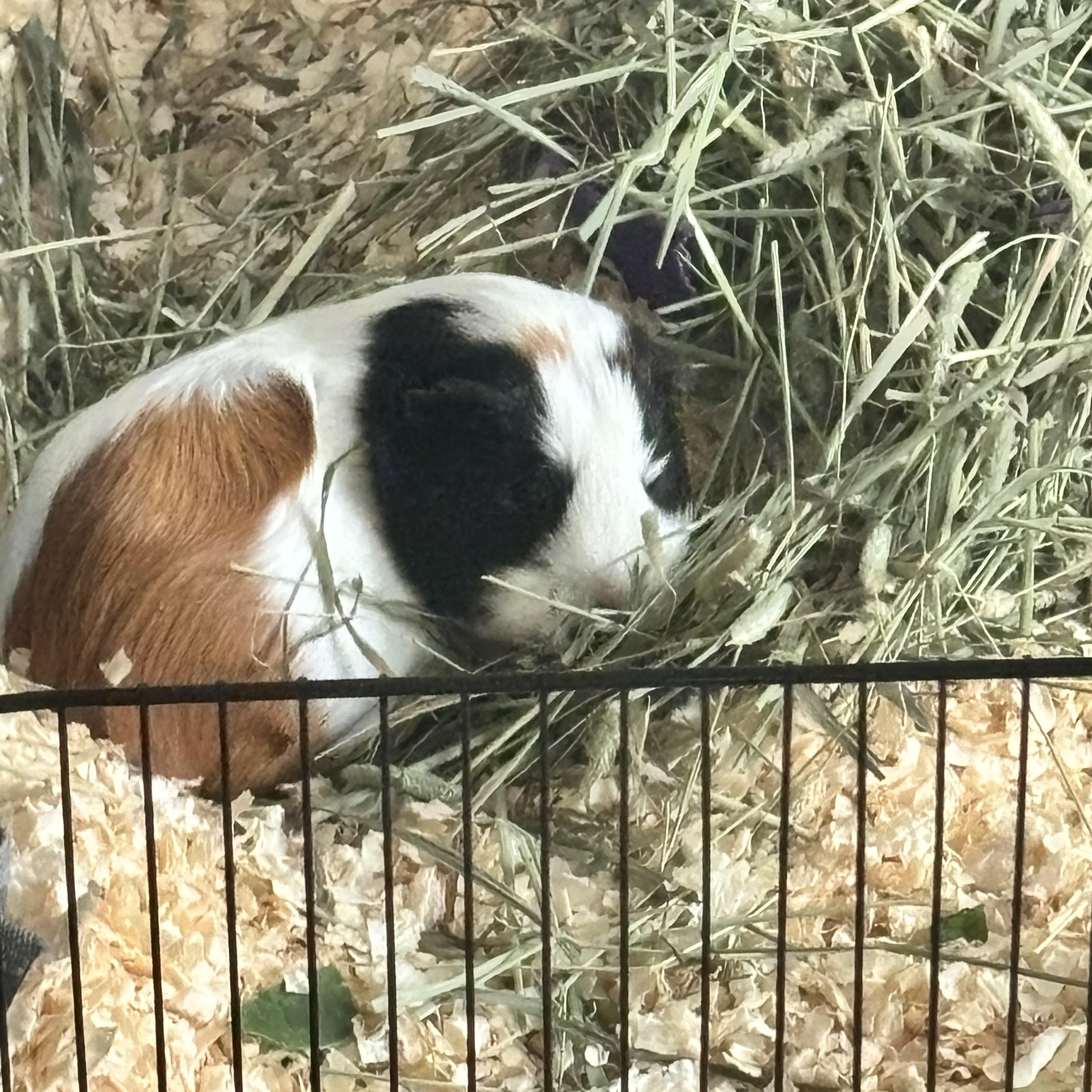 zzCOURTESY LISTING for Coco and Twinkie, a Adoptable Guinea Pig in New Rochelle, NY image 4/4