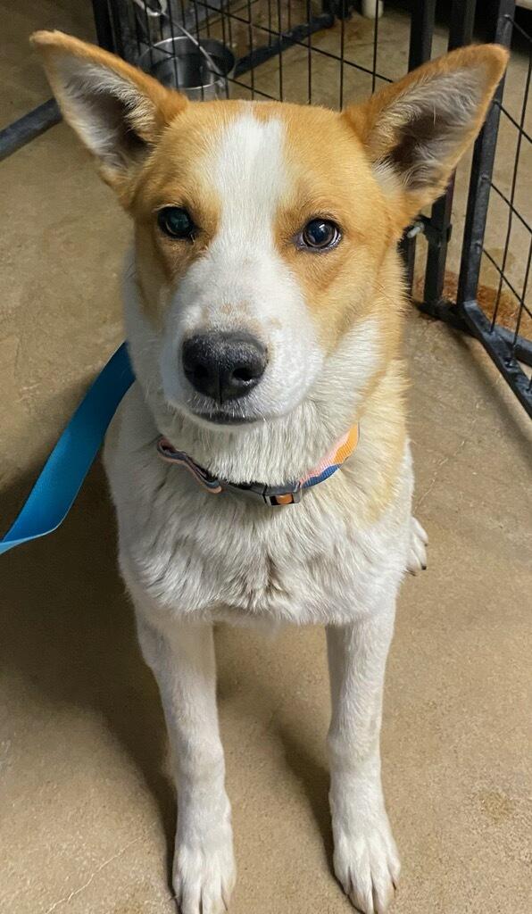Kelsey, a ADOPTABLE mixed breed in Polson, MT image 3/5