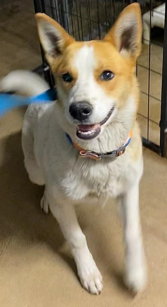 Kelsey, a ADOPTABLE mixed breed in Polson, MT image 2/5