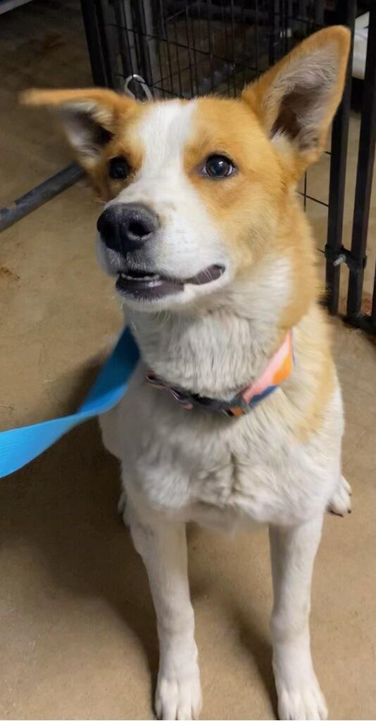 Kelsey, ADOPTABLE, Young Female Shepherd.